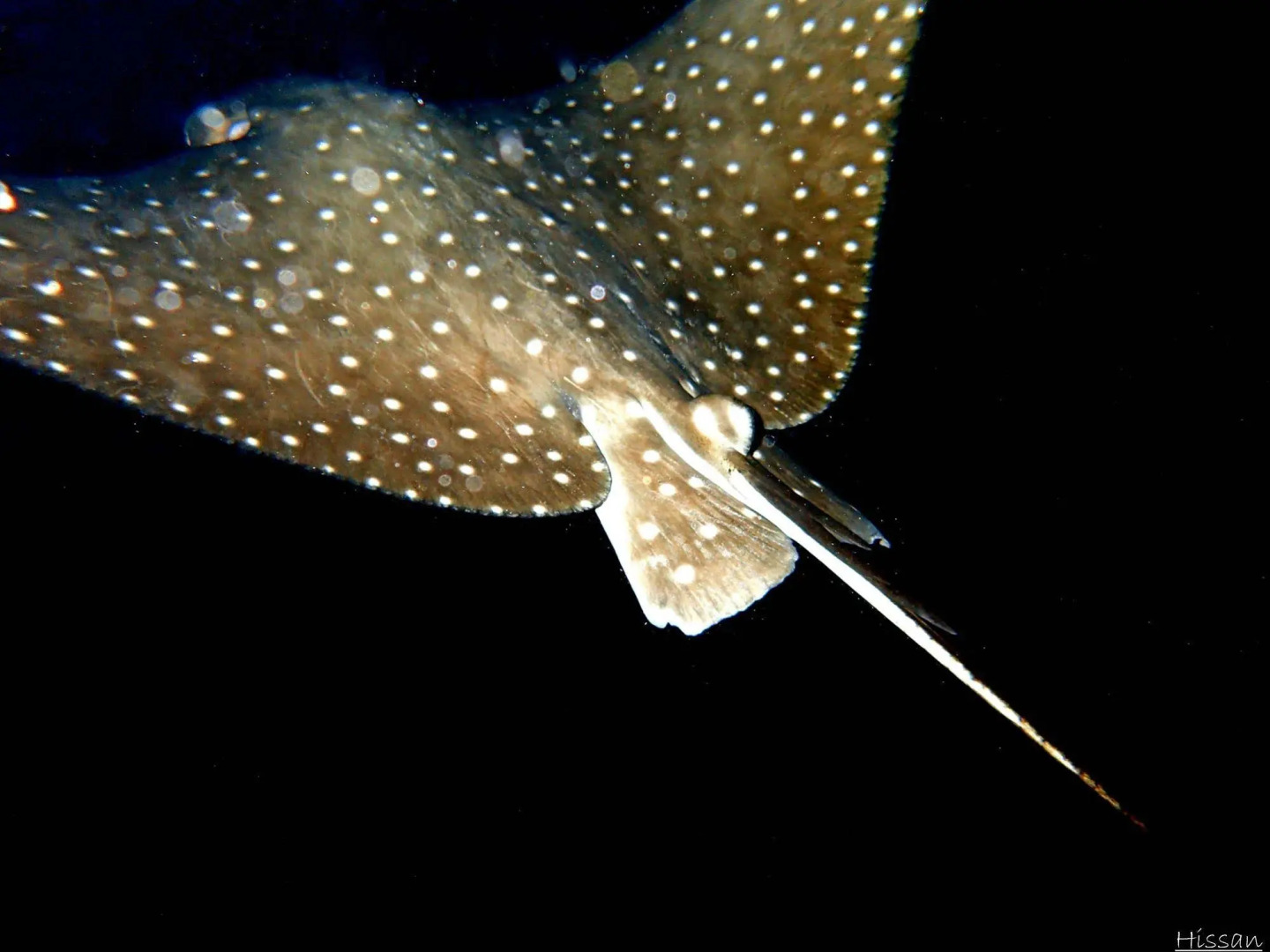 Курорт Park Hyatt Maldives Hadahaa