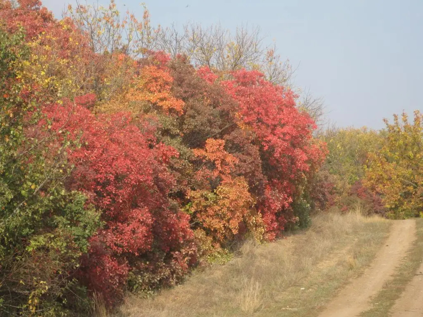 Holiday Park Starodonye