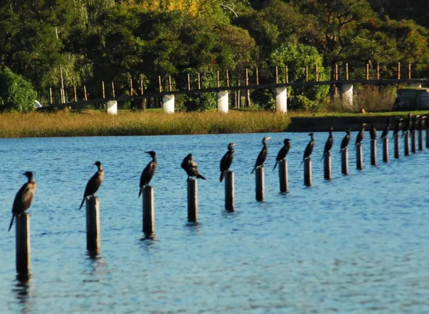 Apartamentos Laguna de Navarro