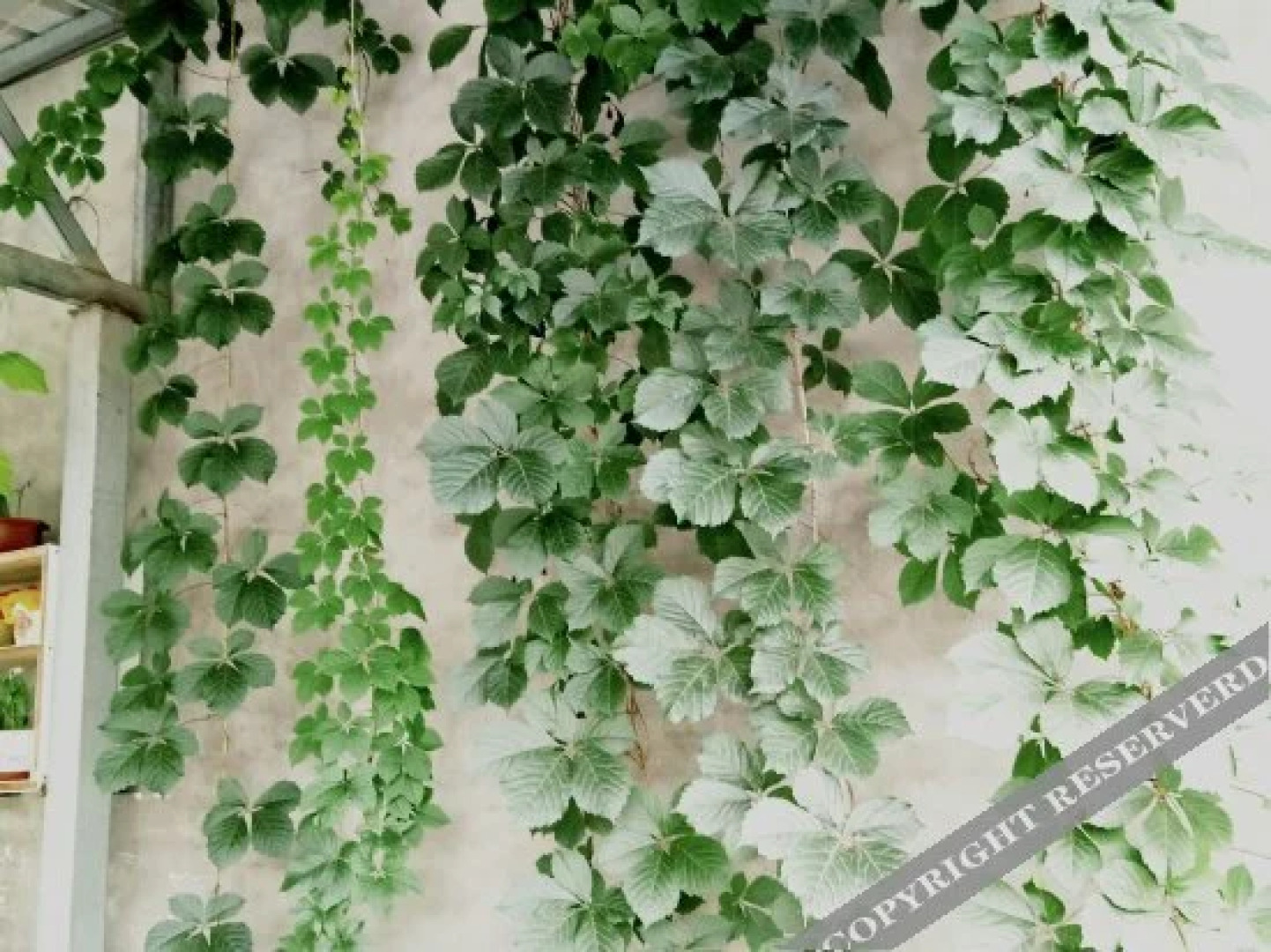 Wu'an Tuanyuan Farmstay