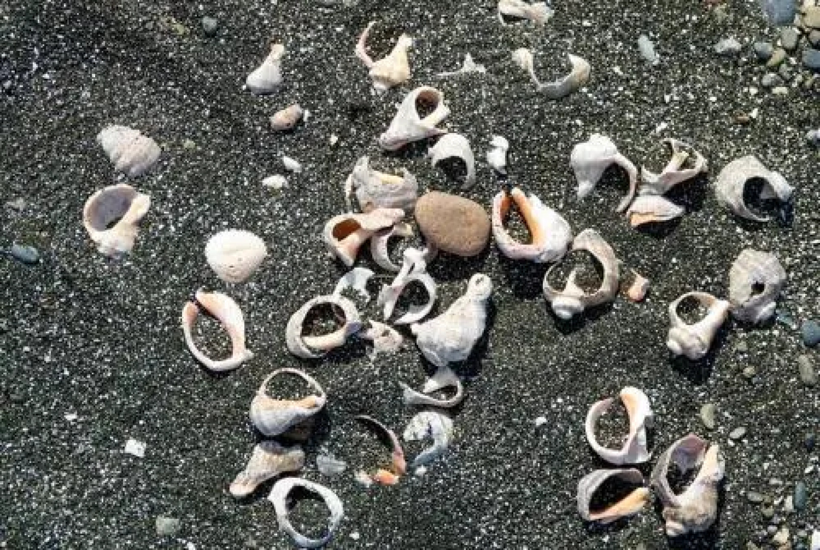 Luxury Dreamland Oasis Apartments