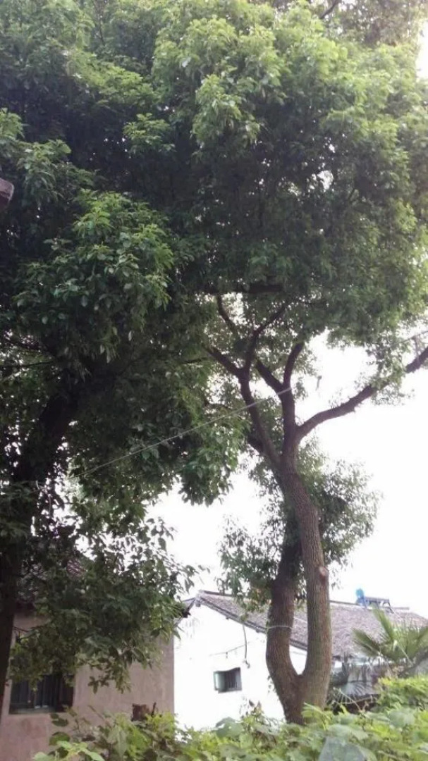 Xinyue Bay Inn Xitang