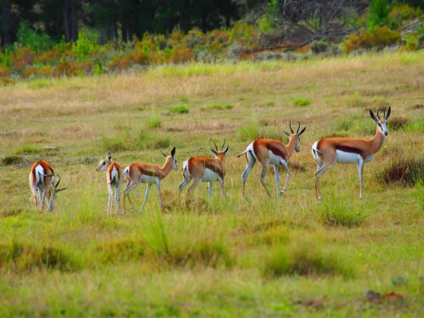 Doornbosch Game Lodge and Guest Houses