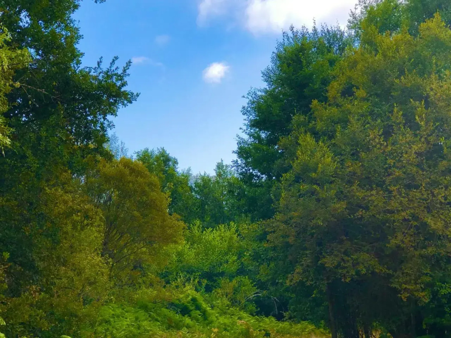 Pensión Blanco Conde