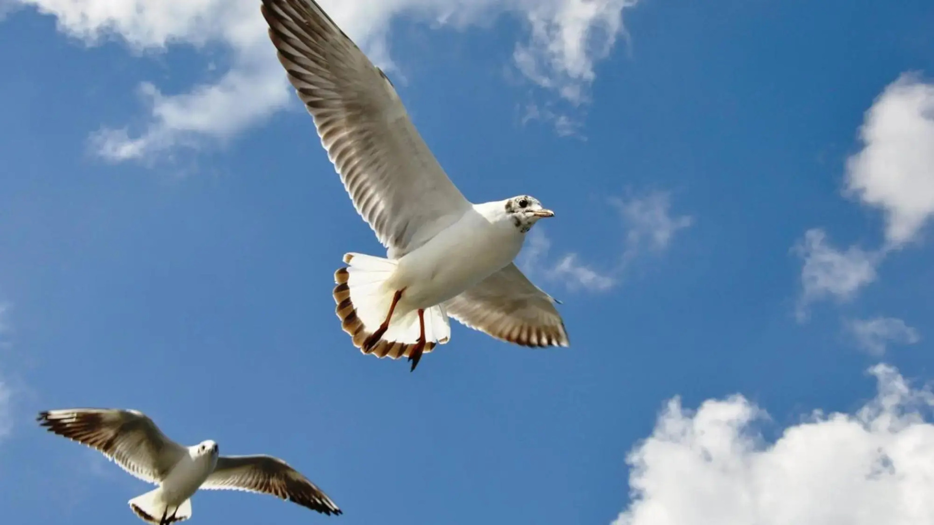 Apartament z prywatnym, krytym basenem