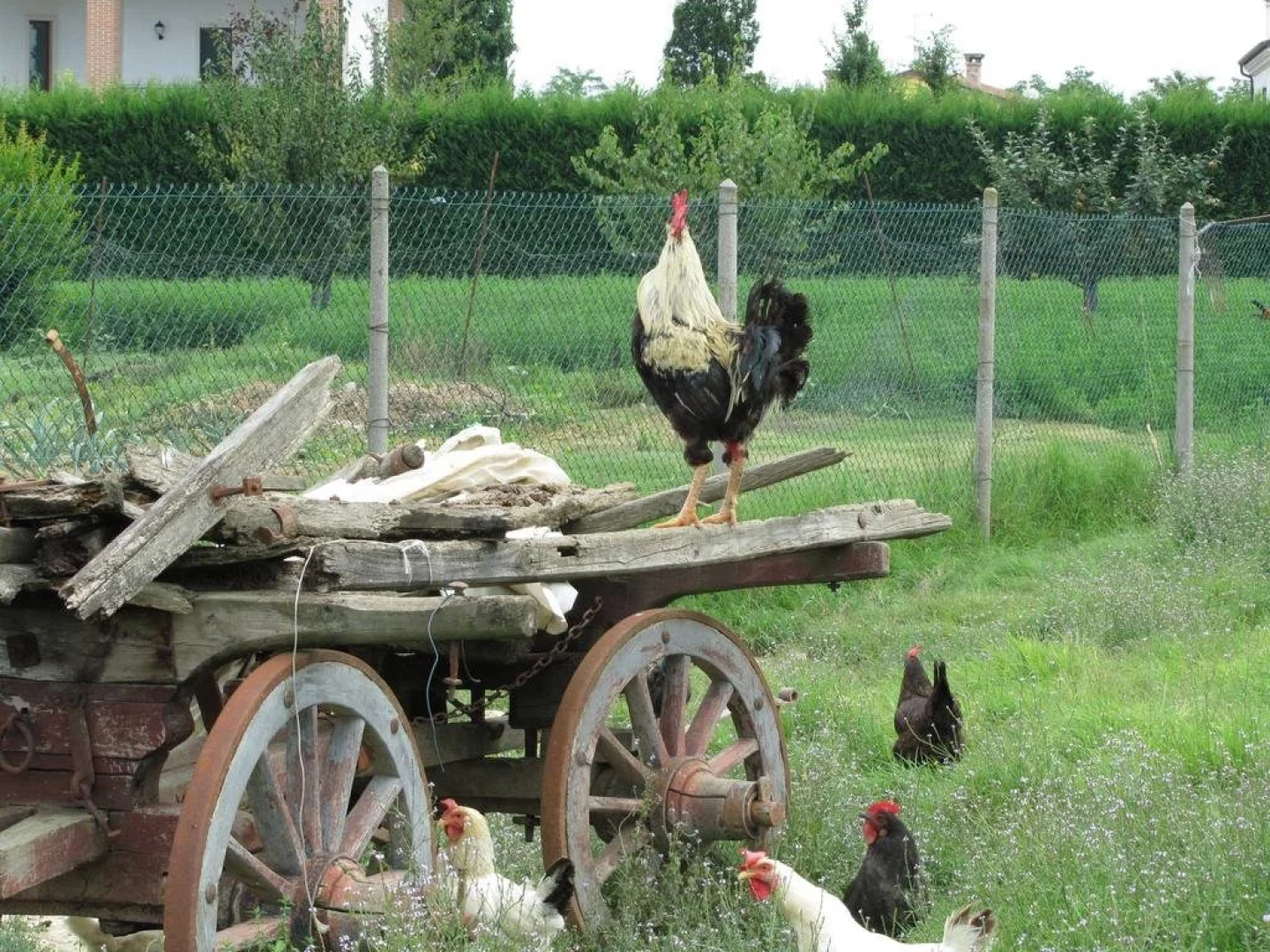 Agriturismo Gallo Nero
