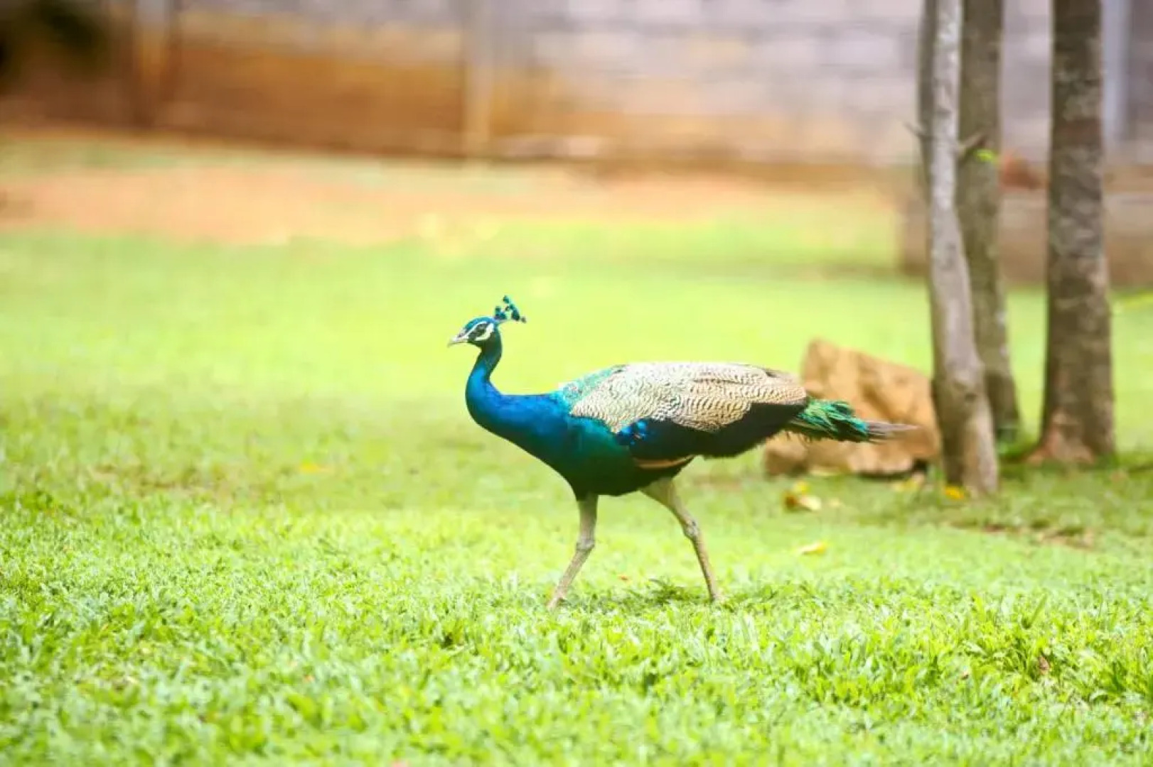 mastodon valley safari resort