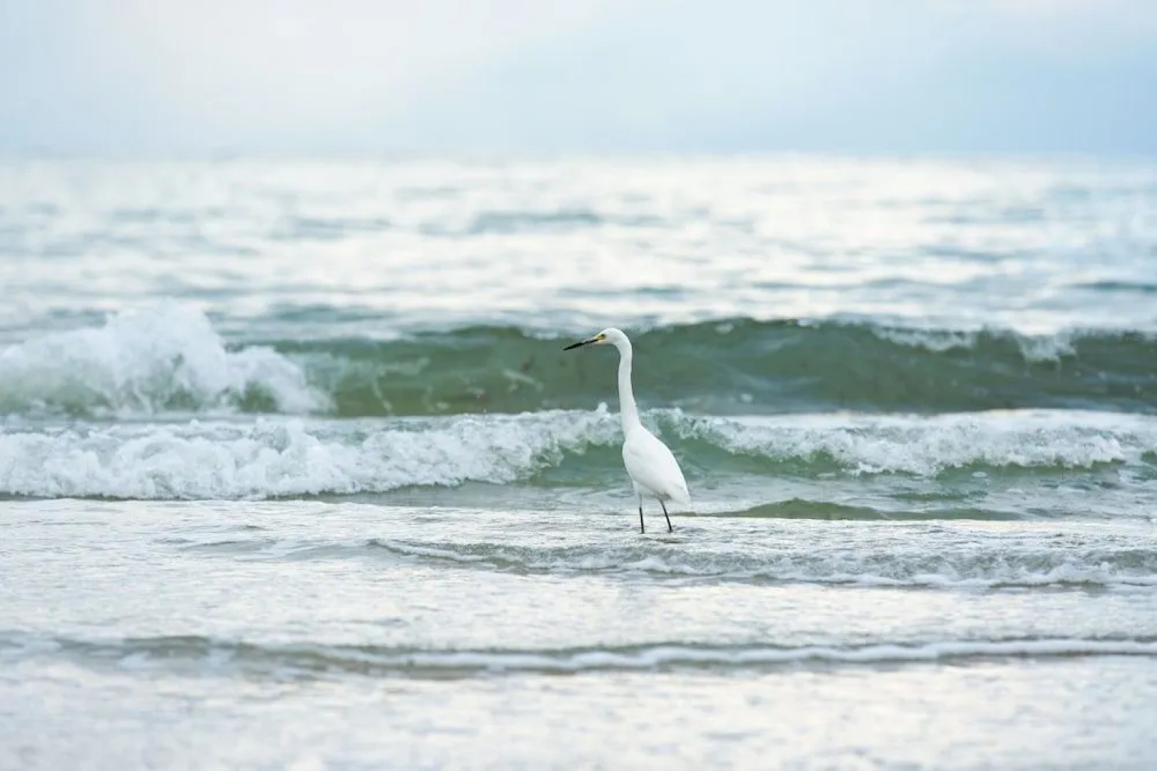 Viareggio Vacation Rental