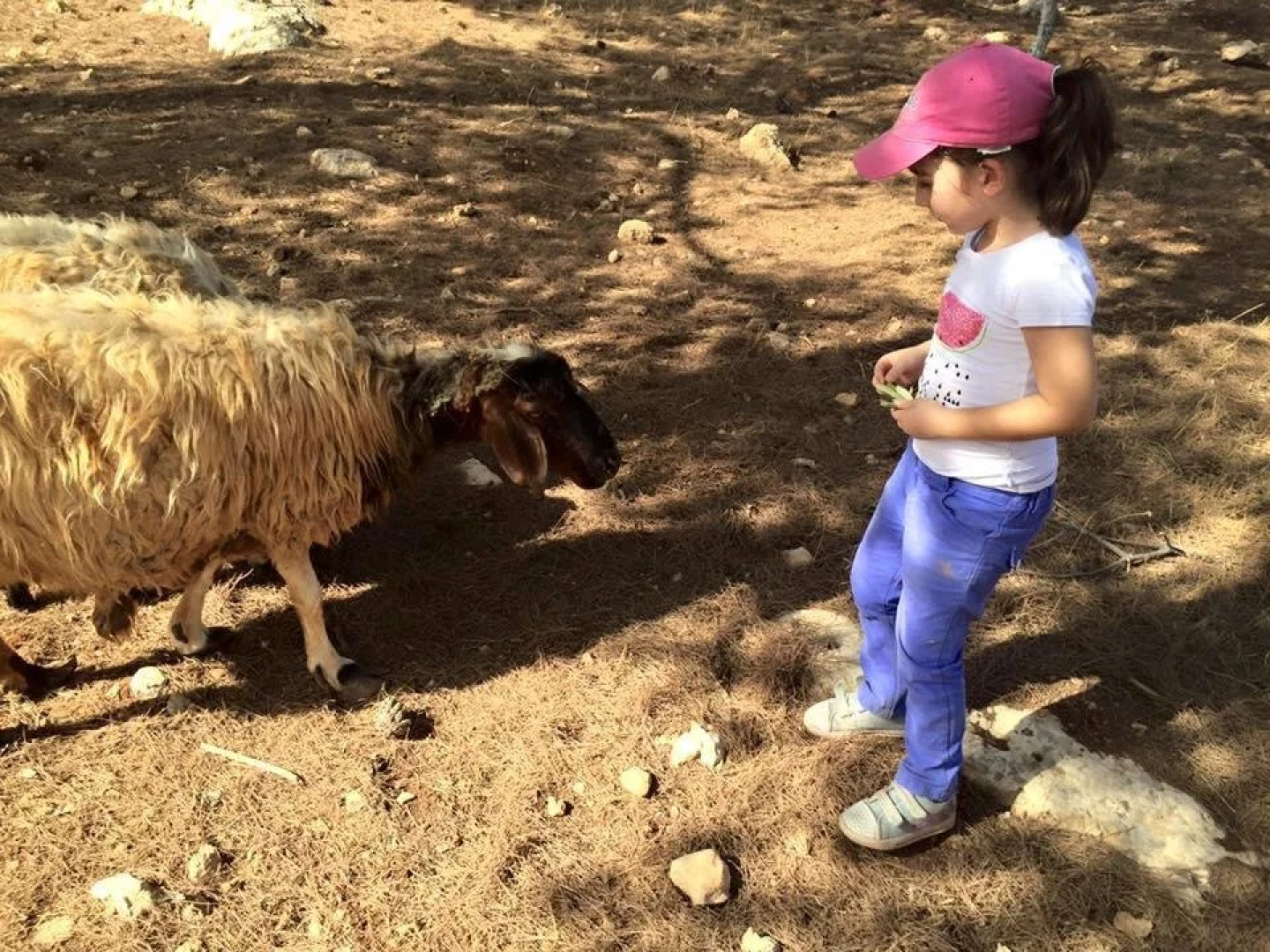 Dibeen Eco Farm House