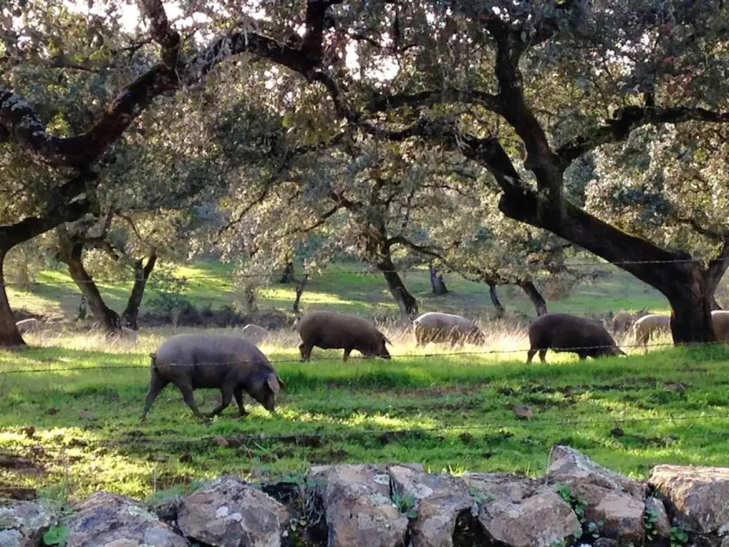 Villa With 3 Bedrooms in Monesterio, With Wonderful Mountain View, Private Pool, Enclosed Garden