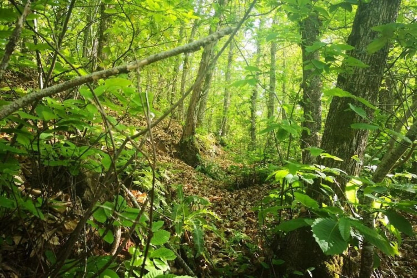 Finca Natura Canaria