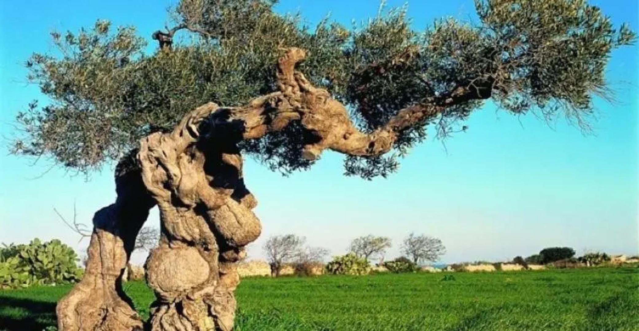 Locus Amoenus Luxury rooms