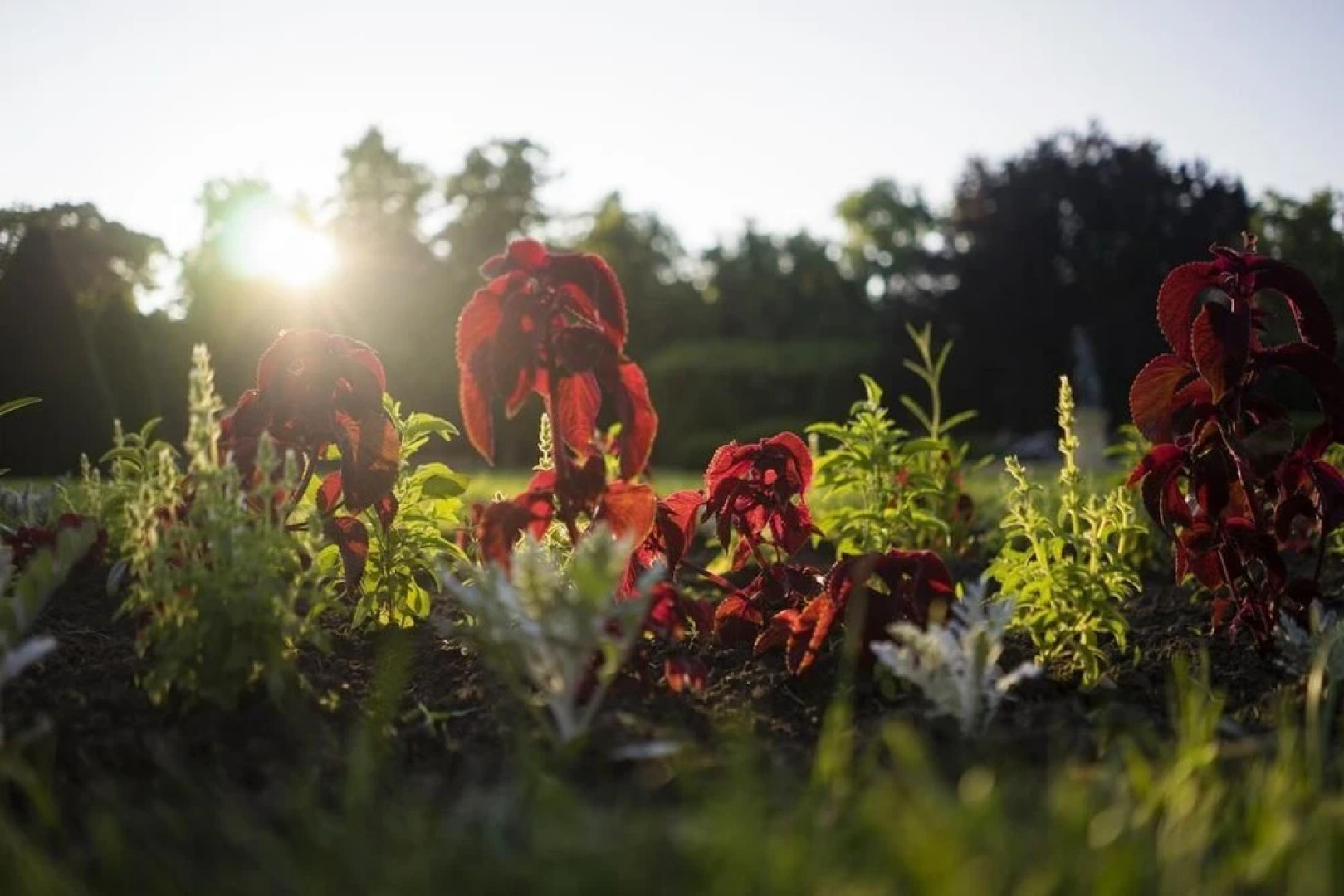 Penzion Homér Podebrady