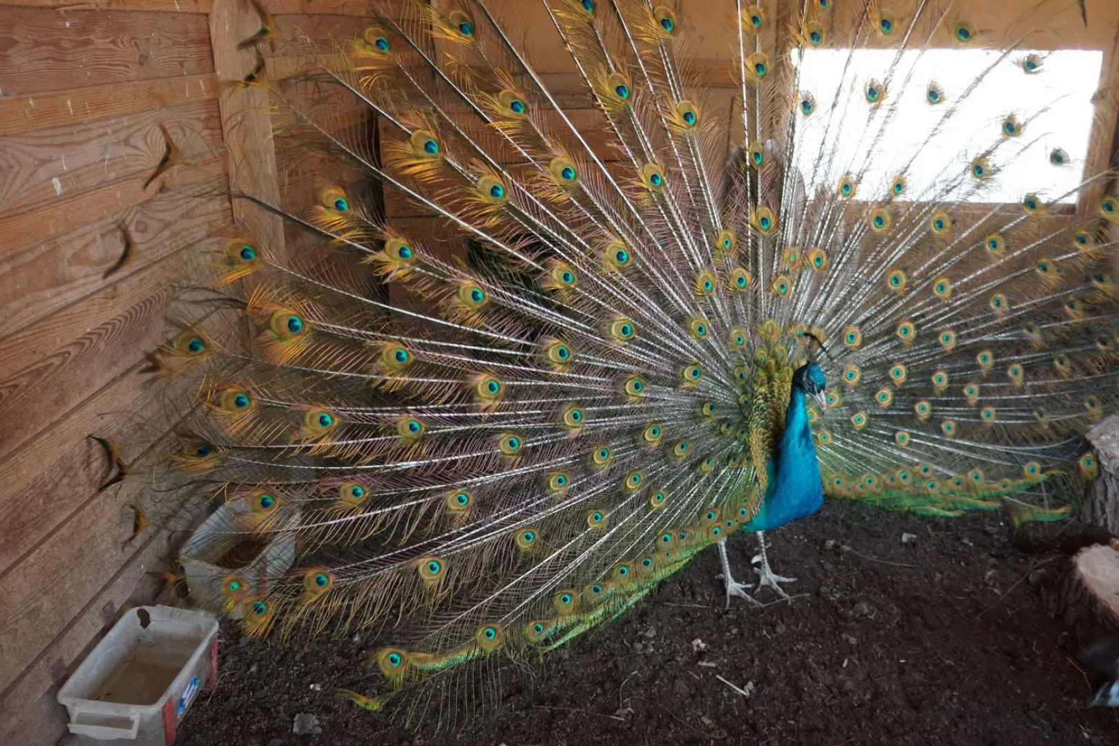 Остров Колочный