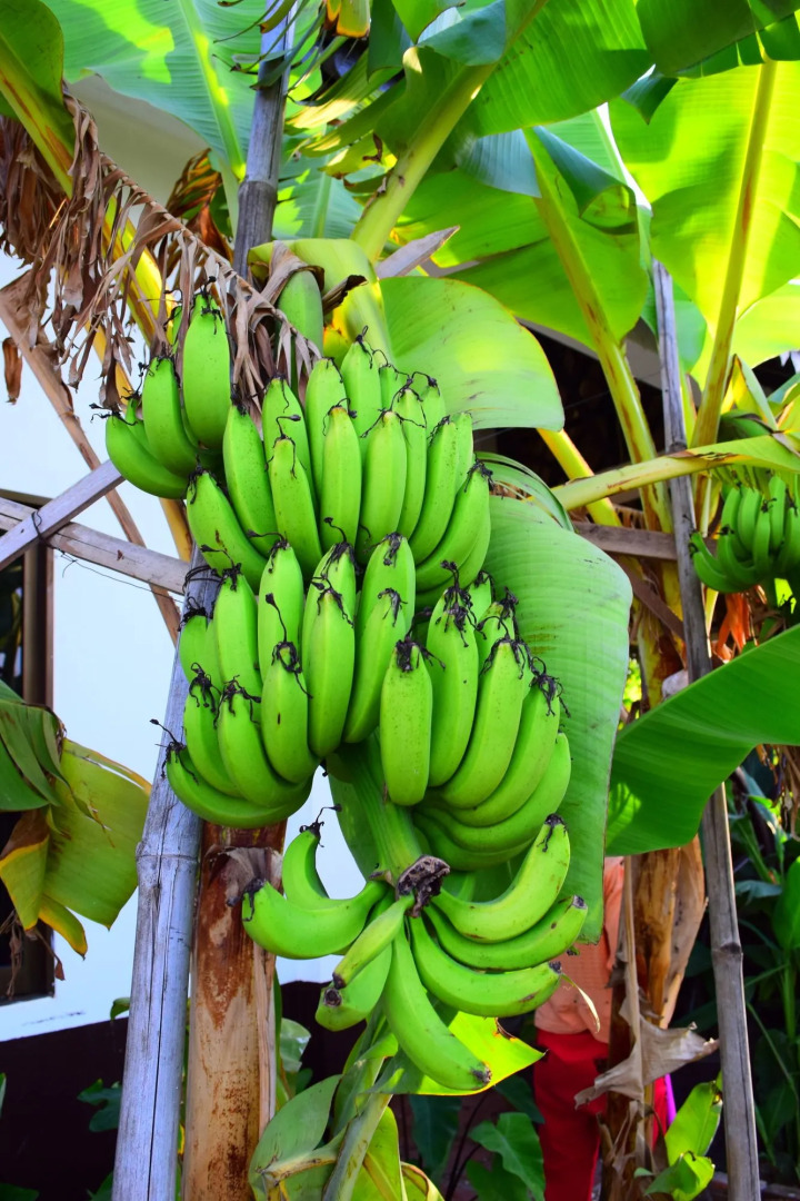 Dontrei Villa Angkor