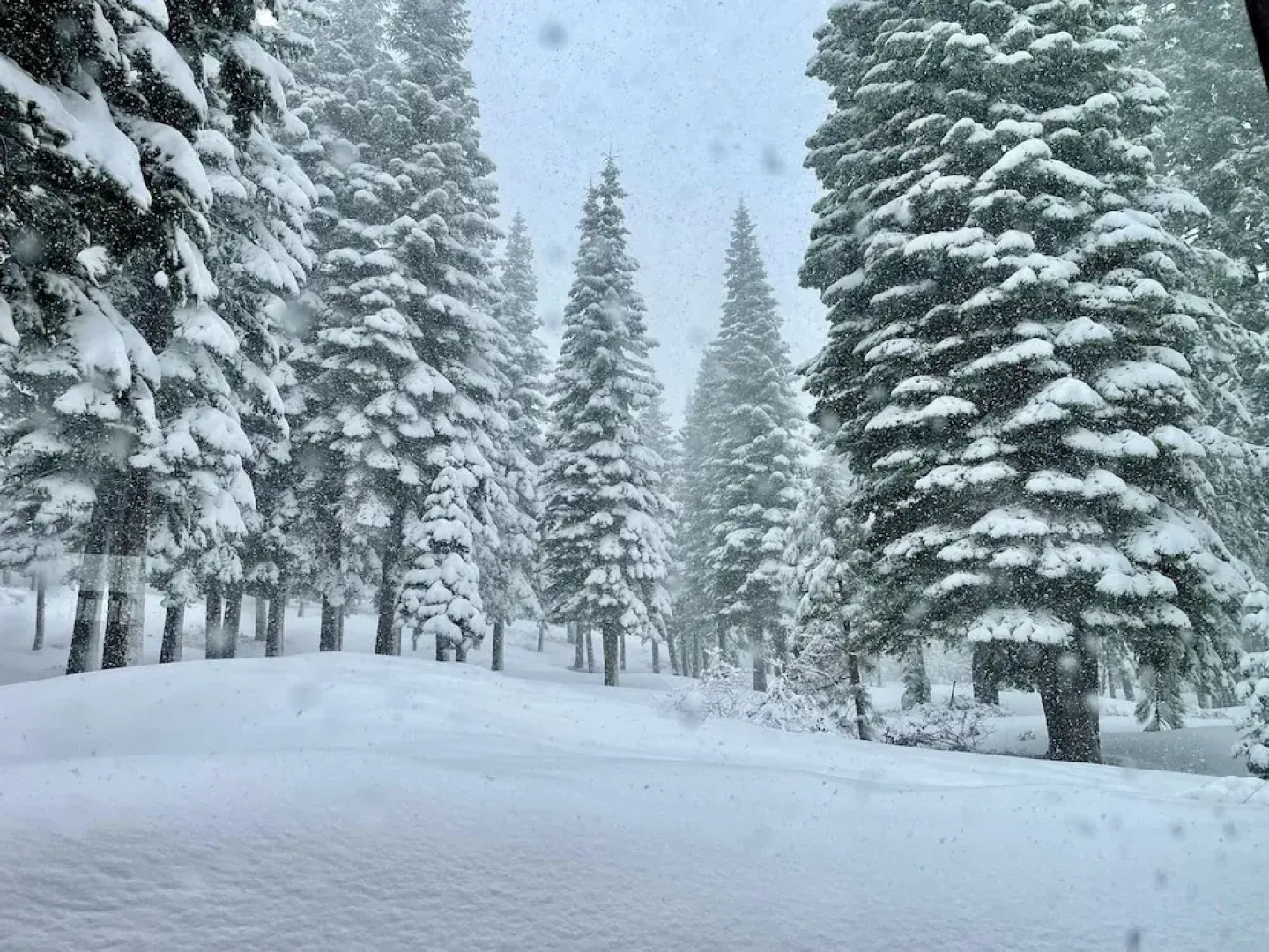 Bear Meadows