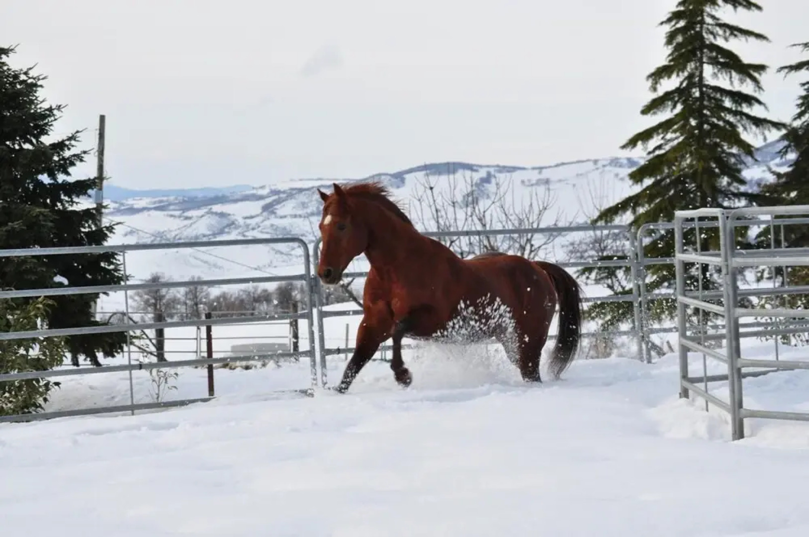 Masseria Straziuso - La Vaccariccia
