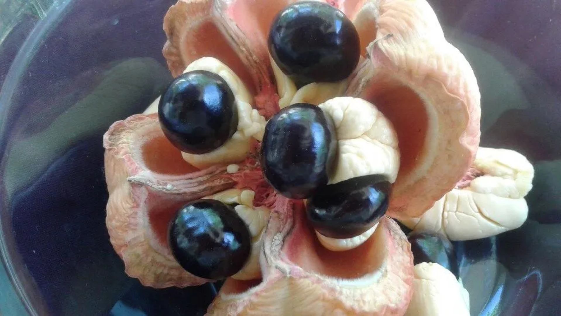 The Tomlinson's House