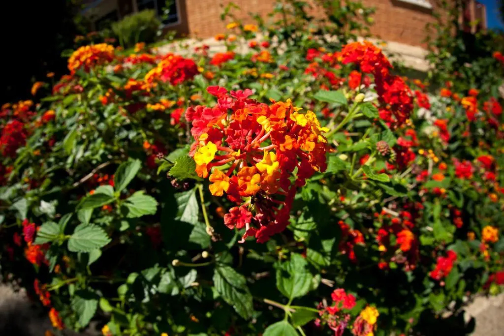 Lantana Garden