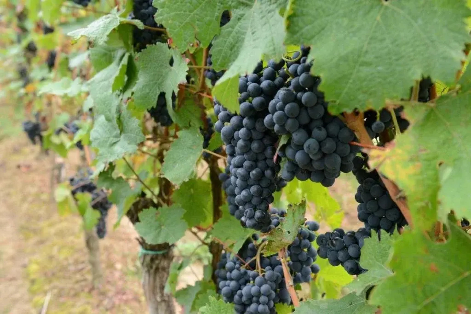 Weingut Erich Serwazi