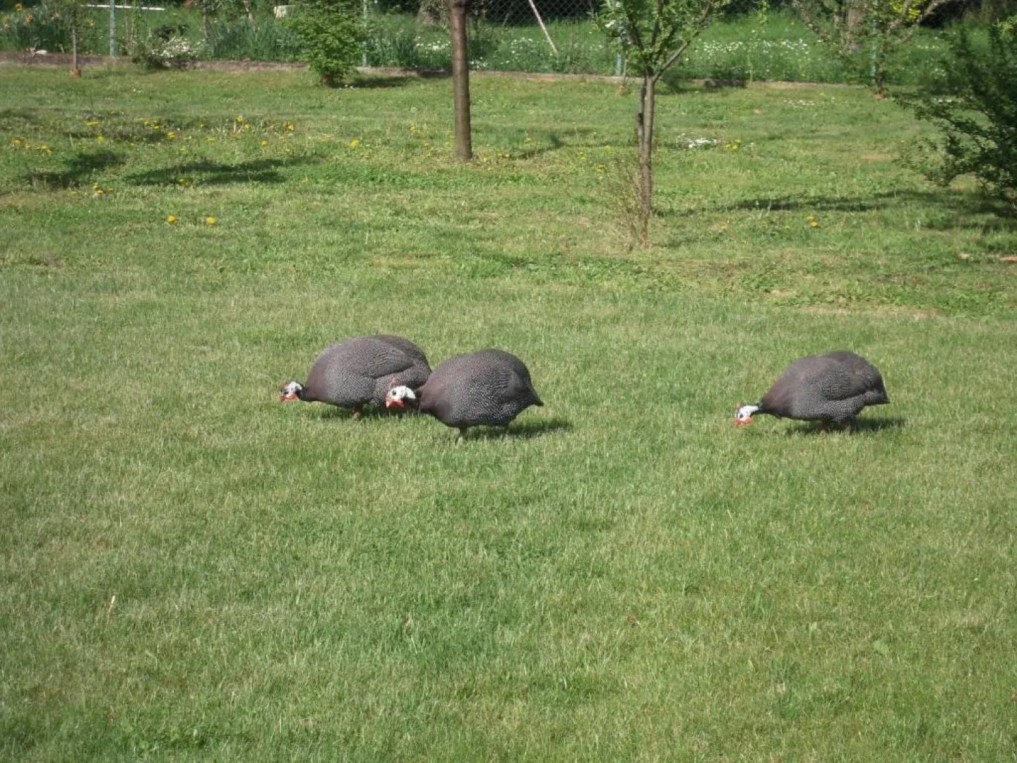 Agriturismo ai Carpini