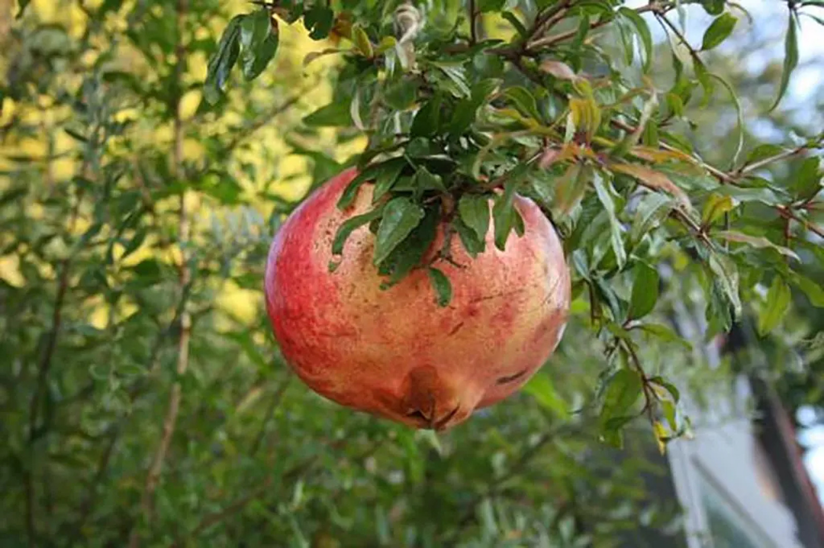 Agriturismo Podere La Fornace