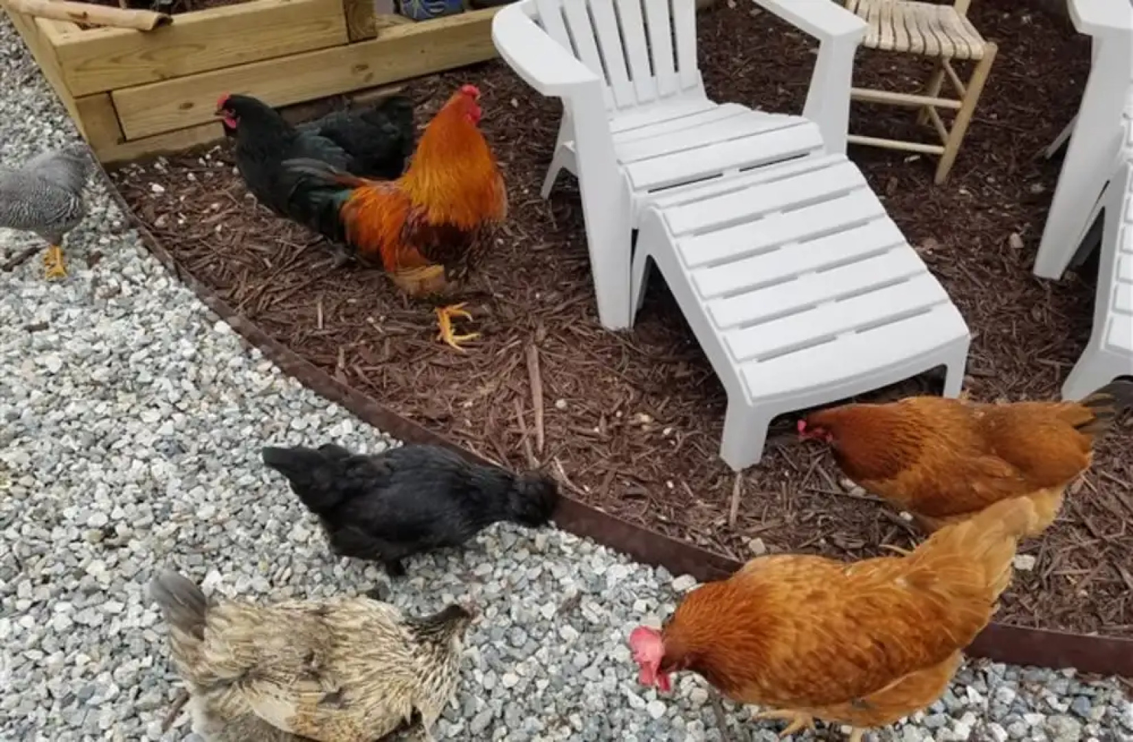 Silly Chickens Lodge B&B