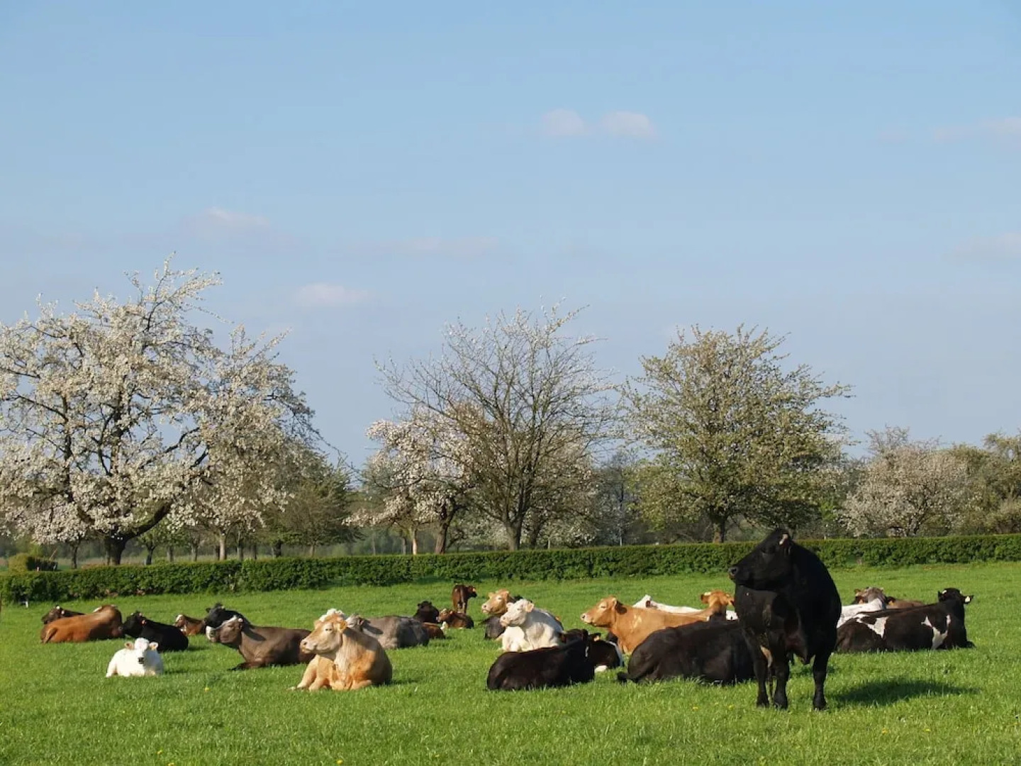 Modern Holiday Home With Private Garden in Borgloon