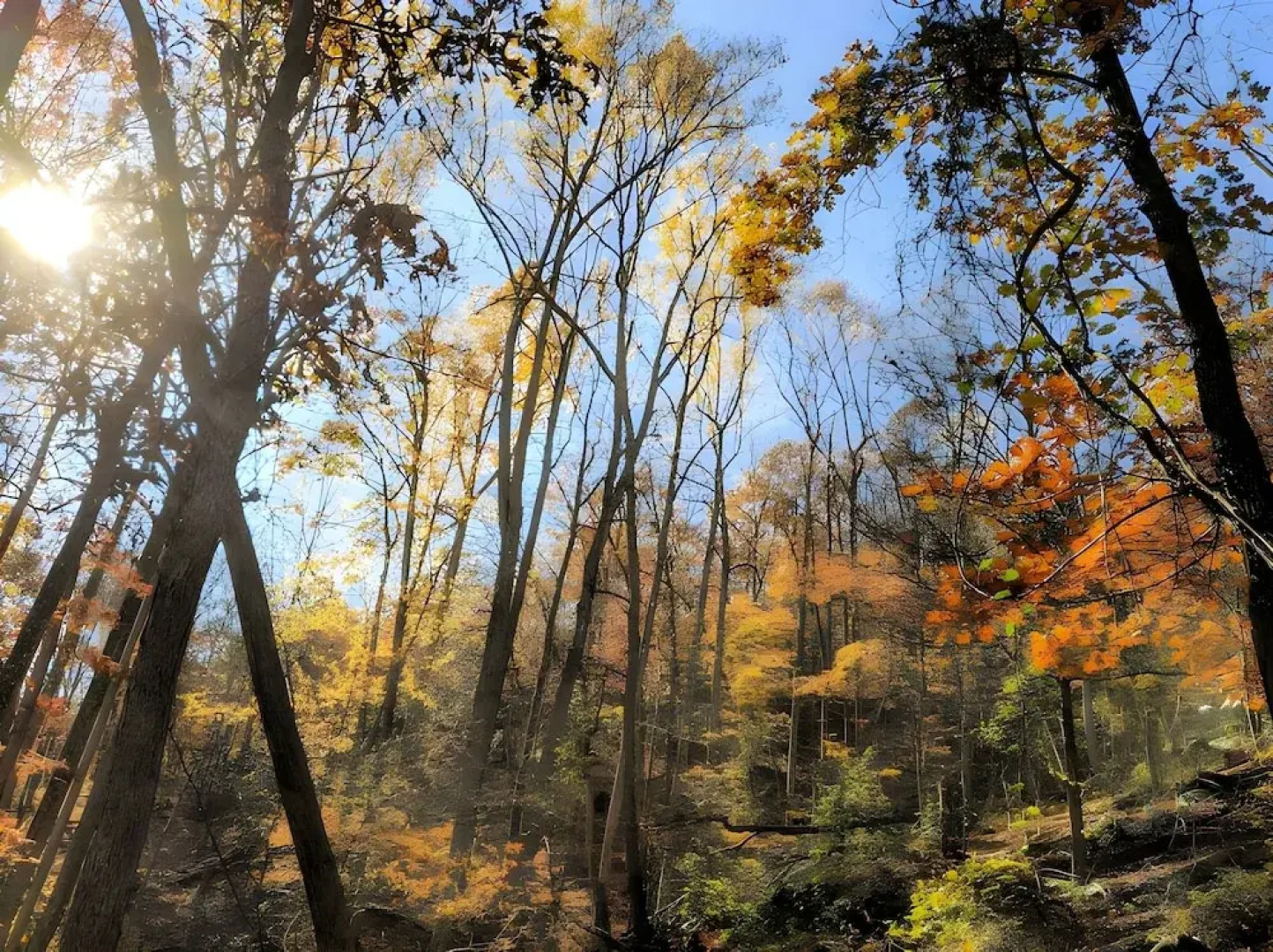 Autumn Wings - A Natural Retreat