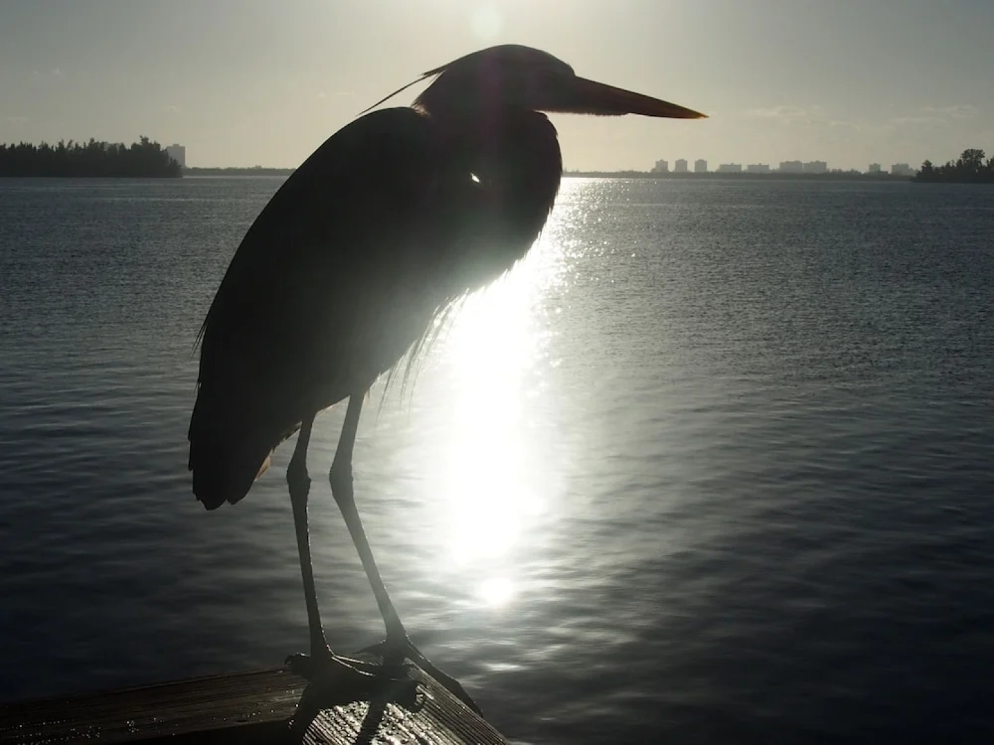 The Caribbean Court Boutique Hotel