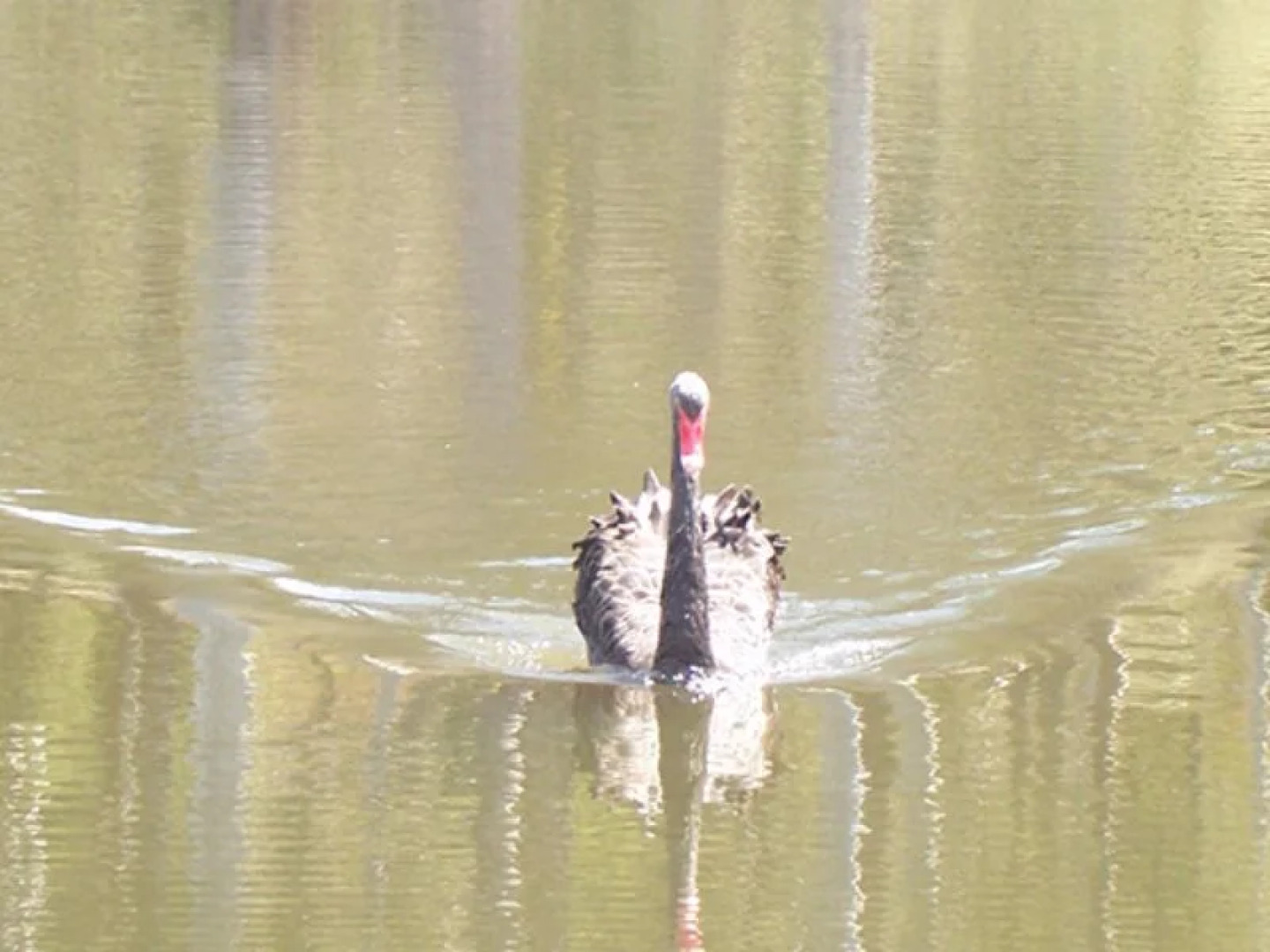 Quamby Pines B&B Accommodation