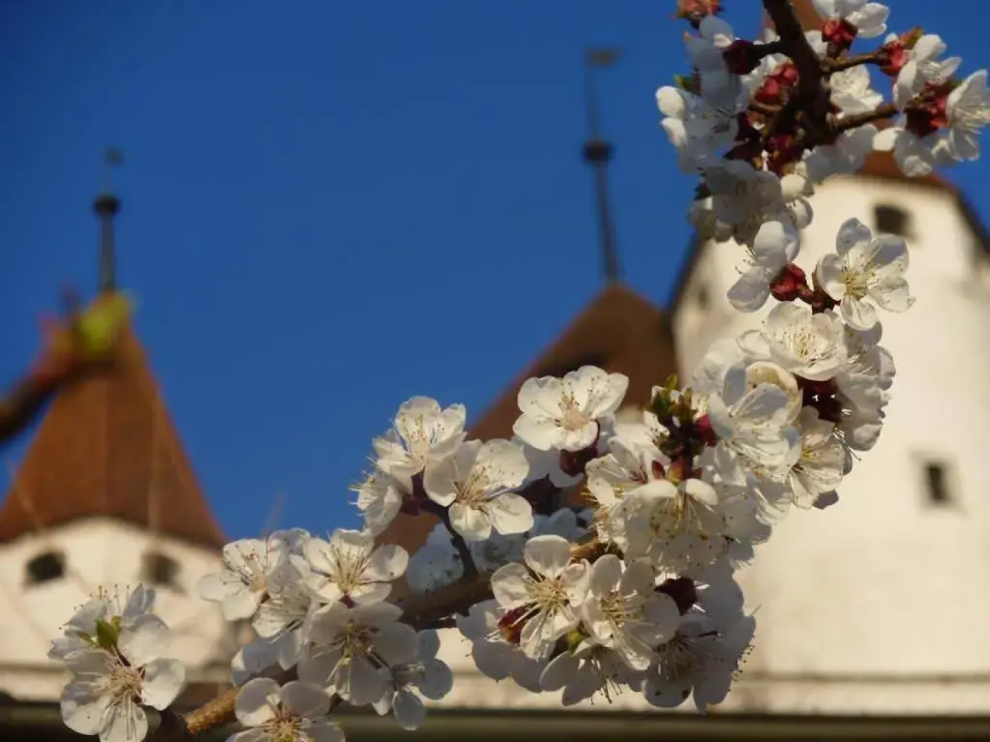 Hotel Restaurant Schwert Thun