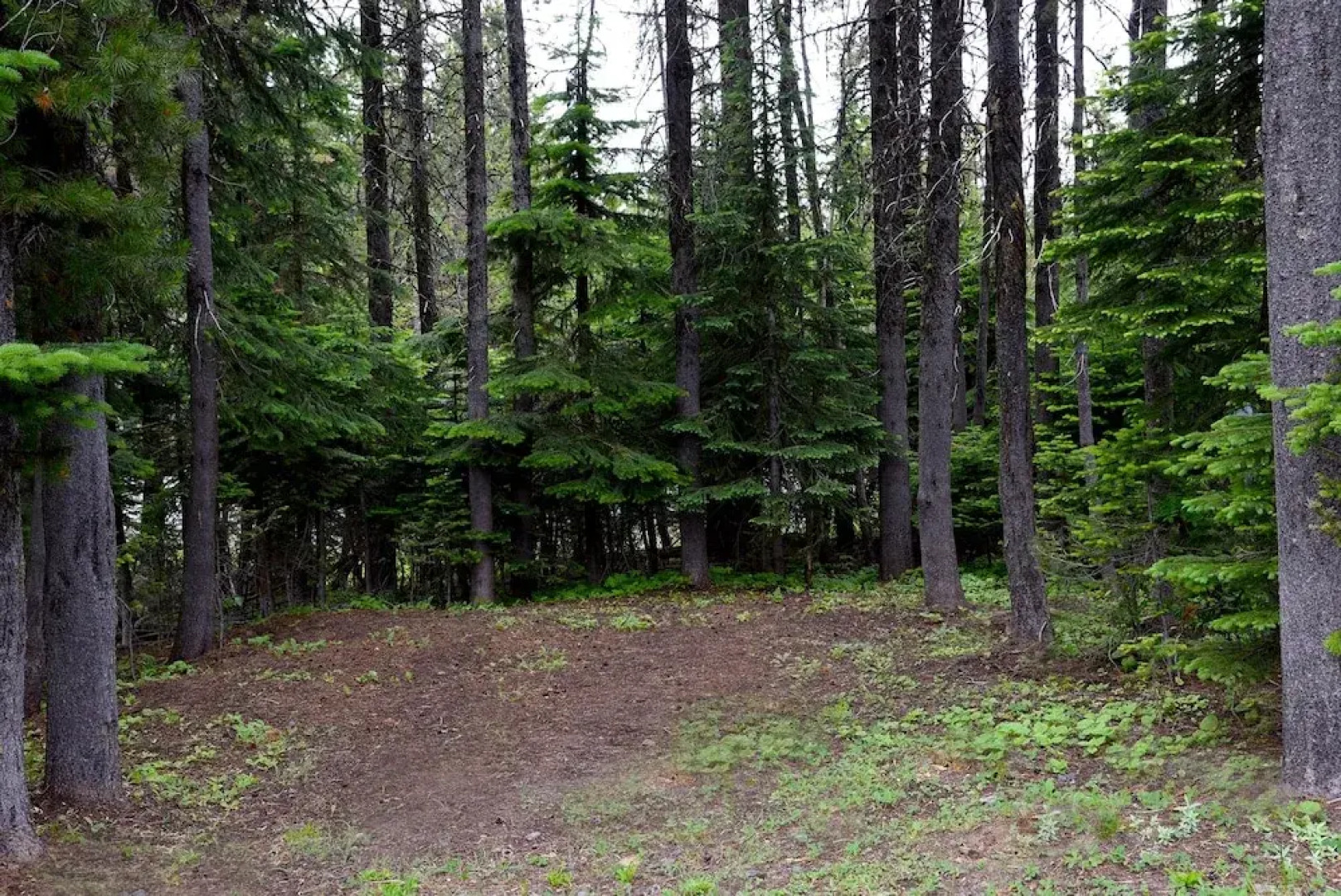 Tamarack 3 Bears Inn