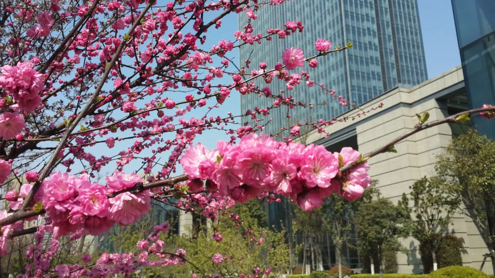 Sheraton Qingdao Jiaozhou Hotel