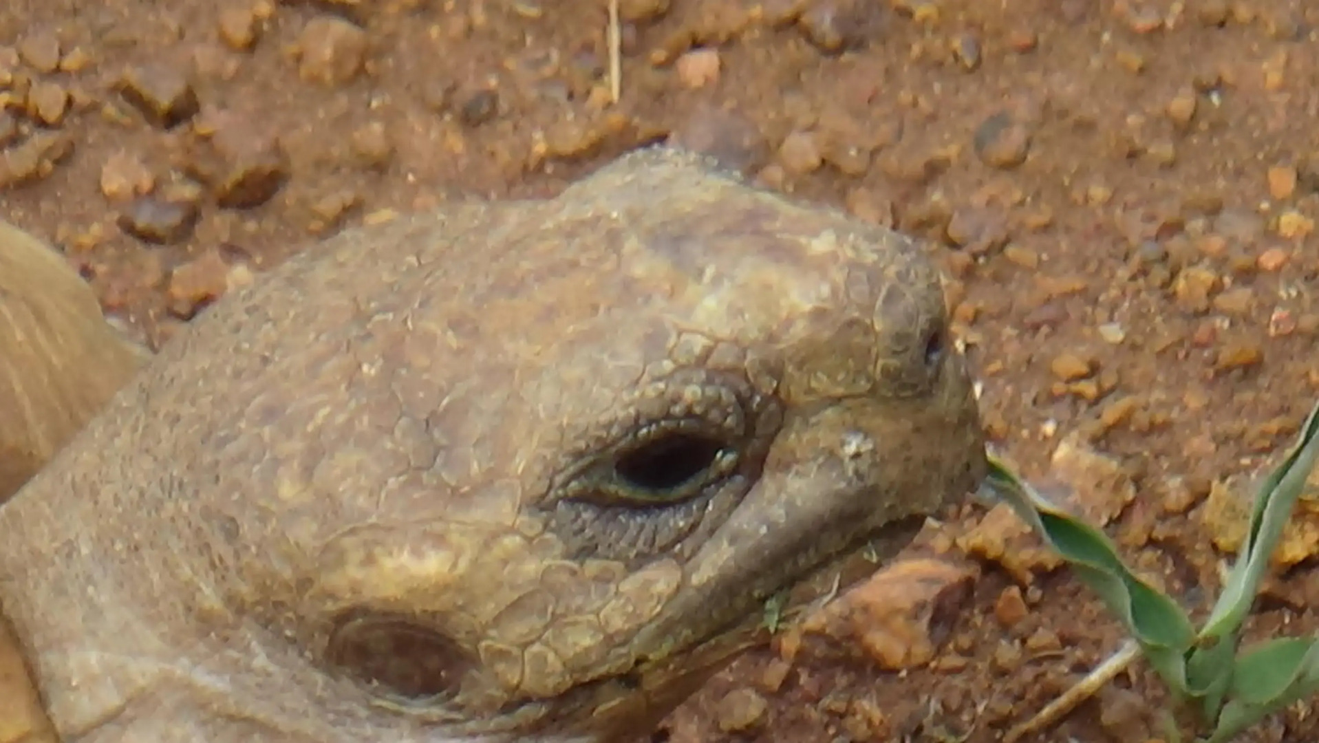 Africamps at White Elephant Safaris