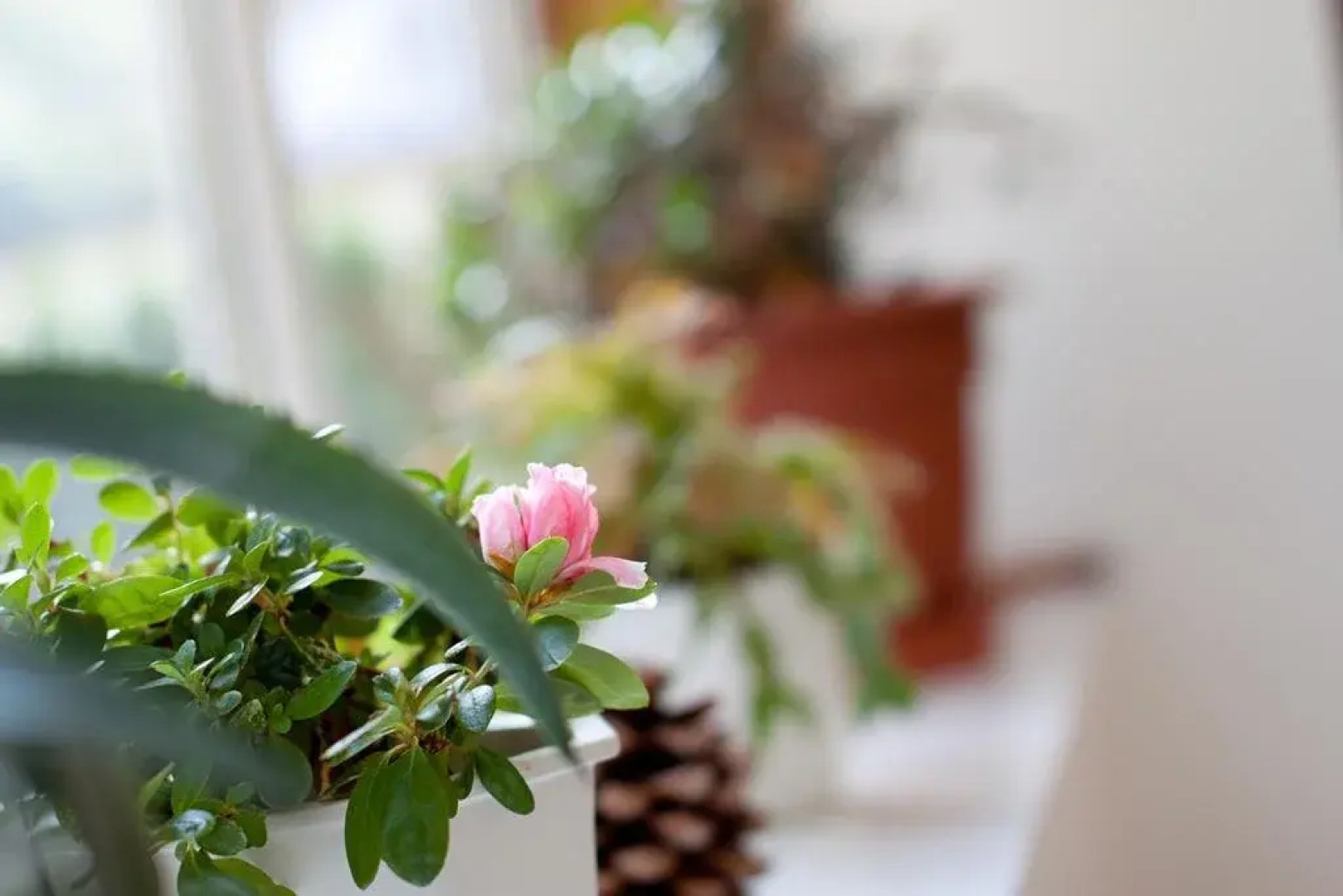 Rodinný Penzion u Wolfů