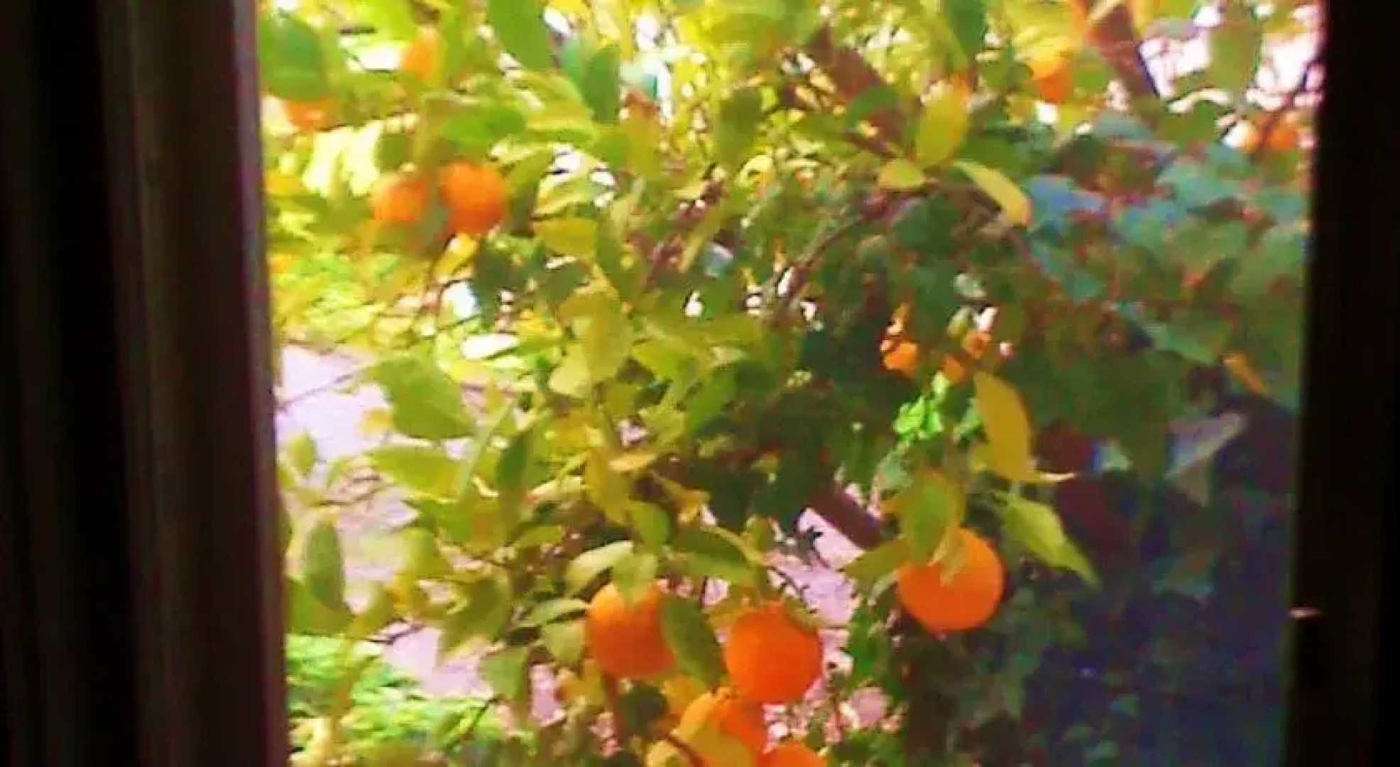 Petaluma California Spanish Style Home