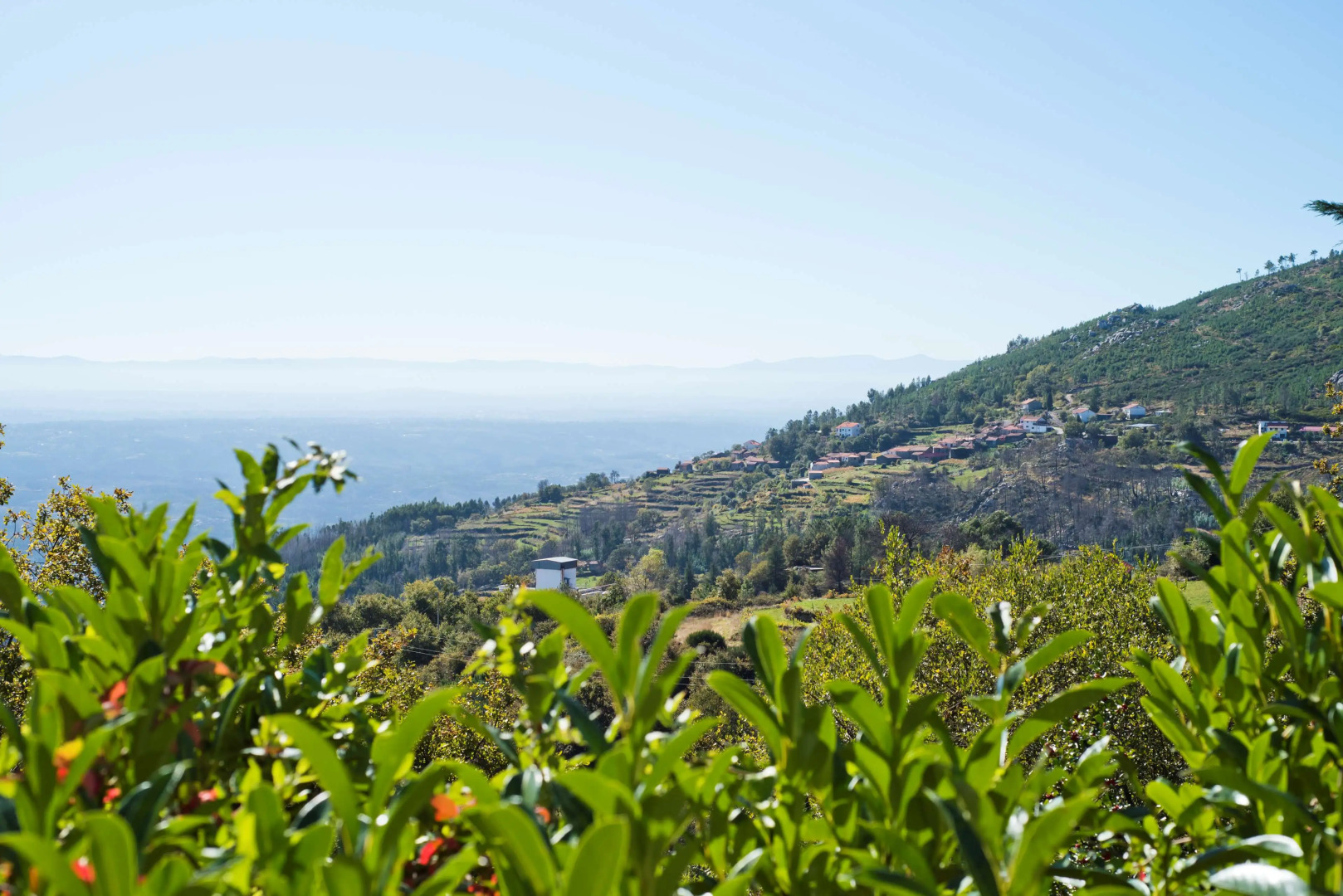 Golden Tulip Caramulo