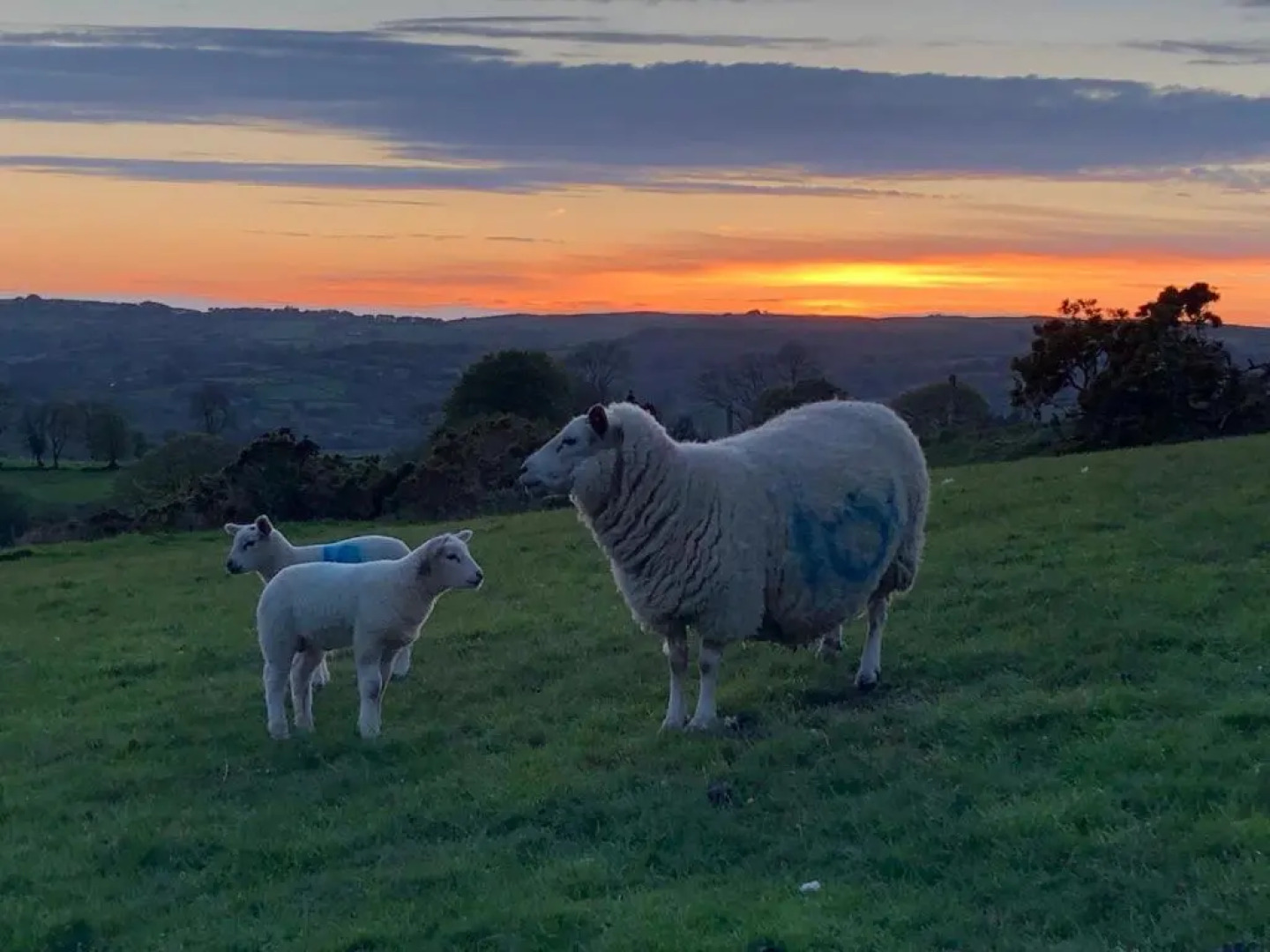 Five Saints Farmhouse B&B