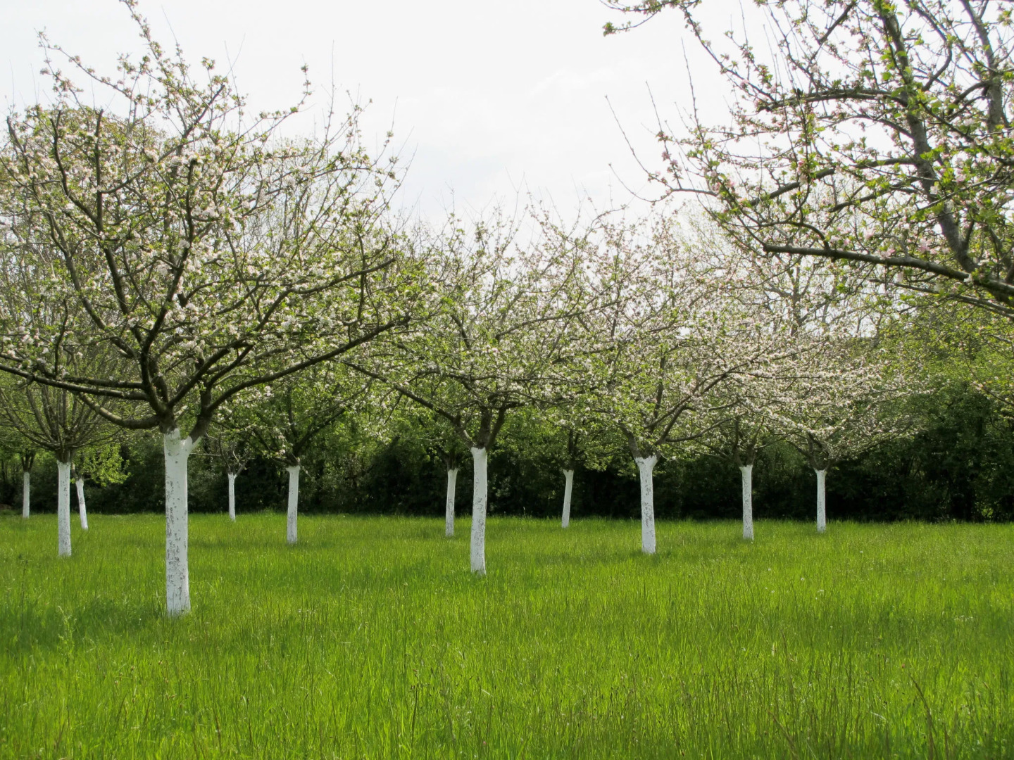 Holiday Home Des Pommiers (SGY406)