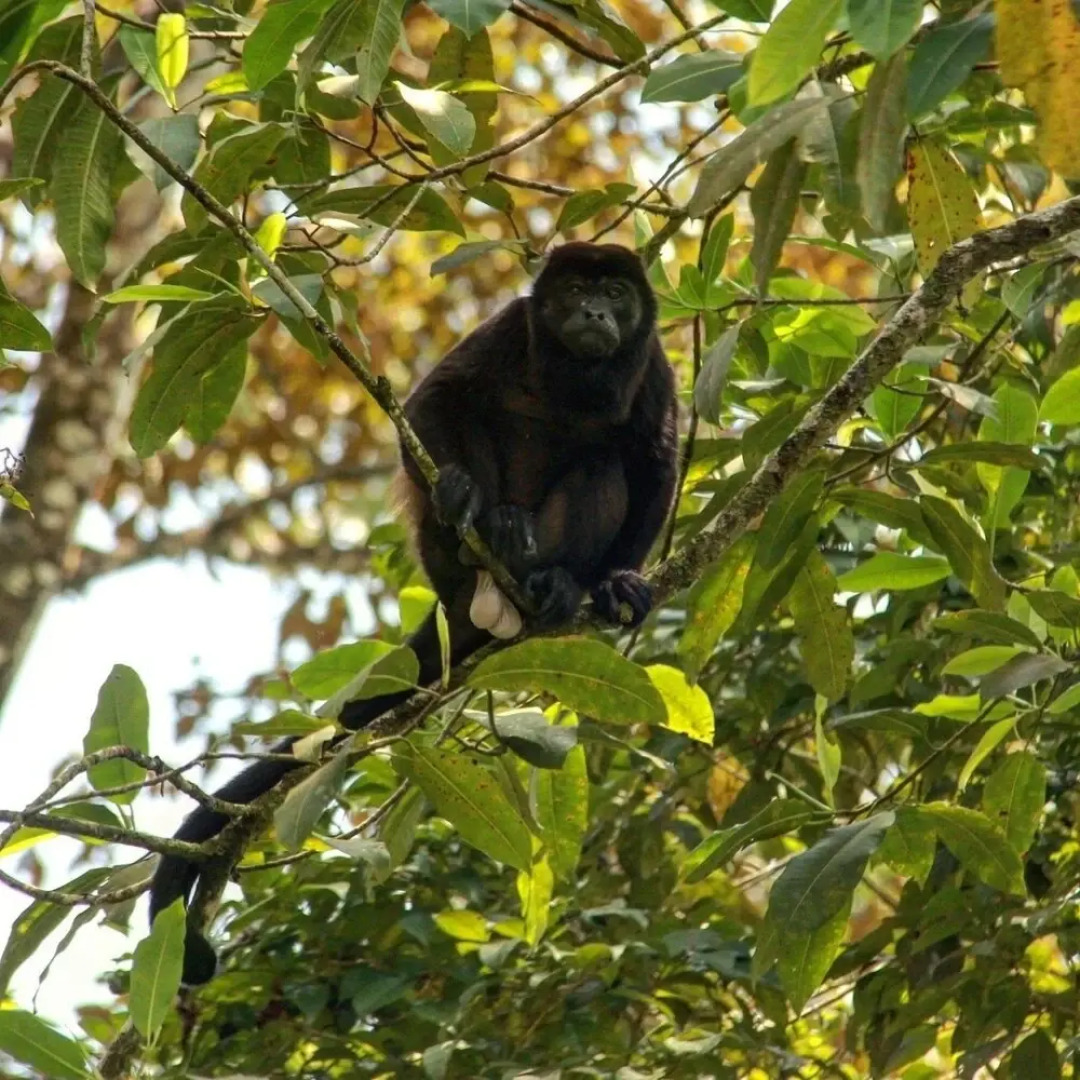 Surf Break at Paunch