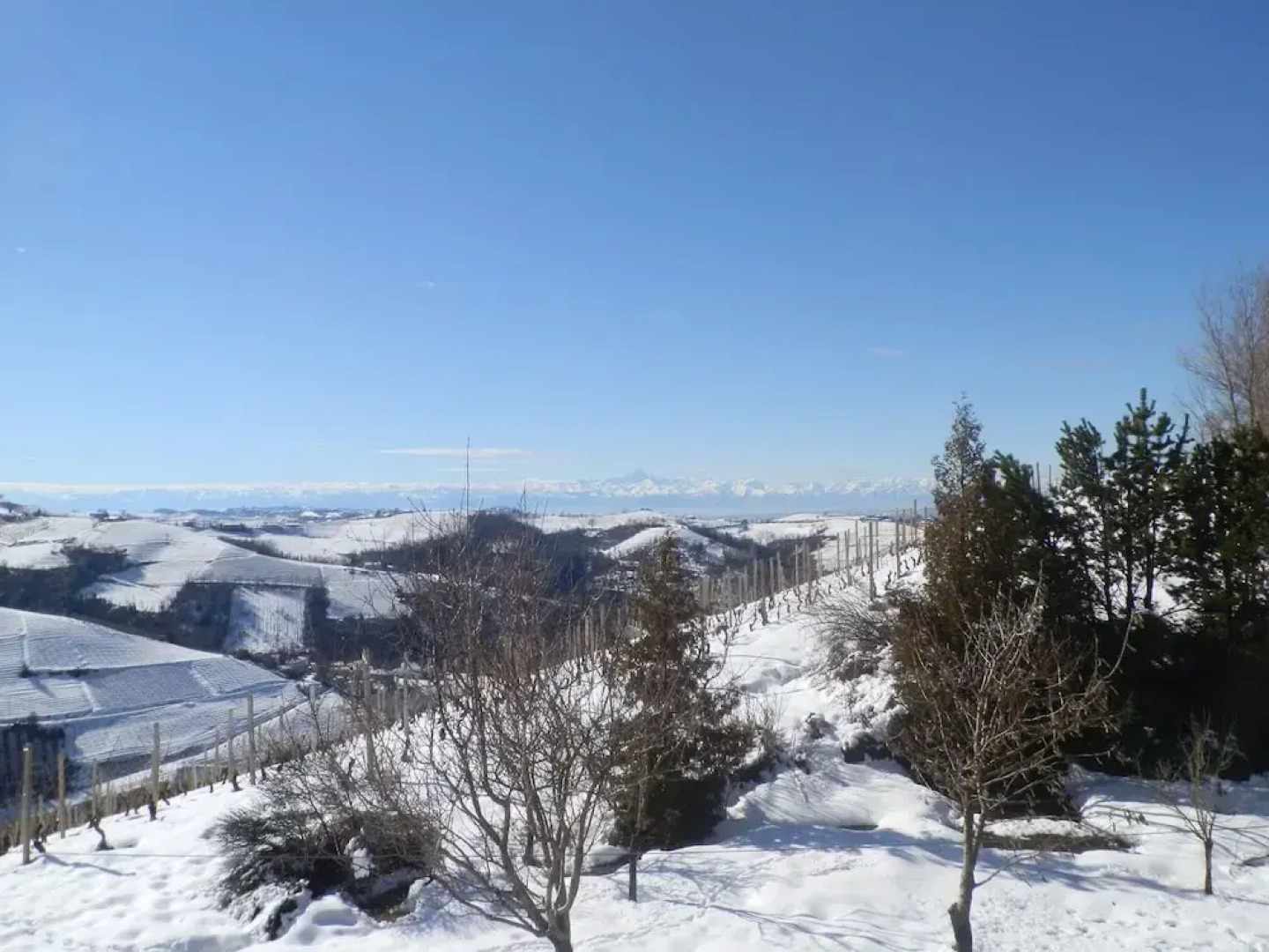 The Grape Pergola House