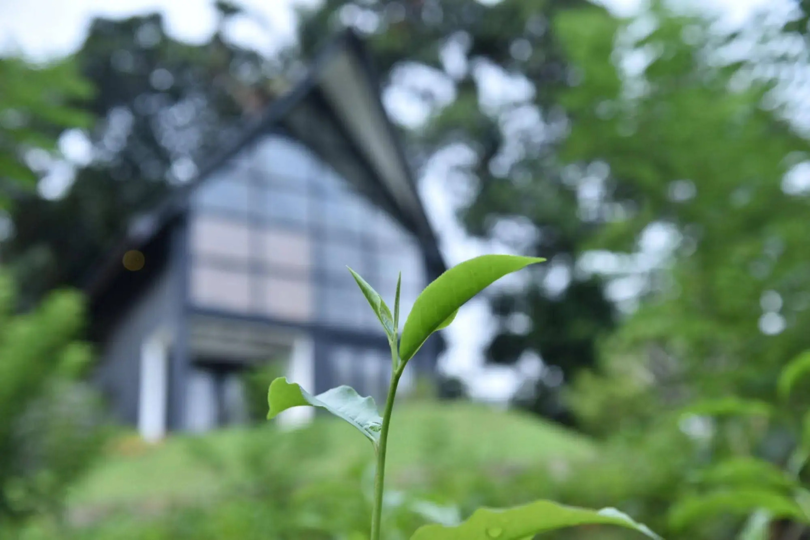 The Country House Chalets