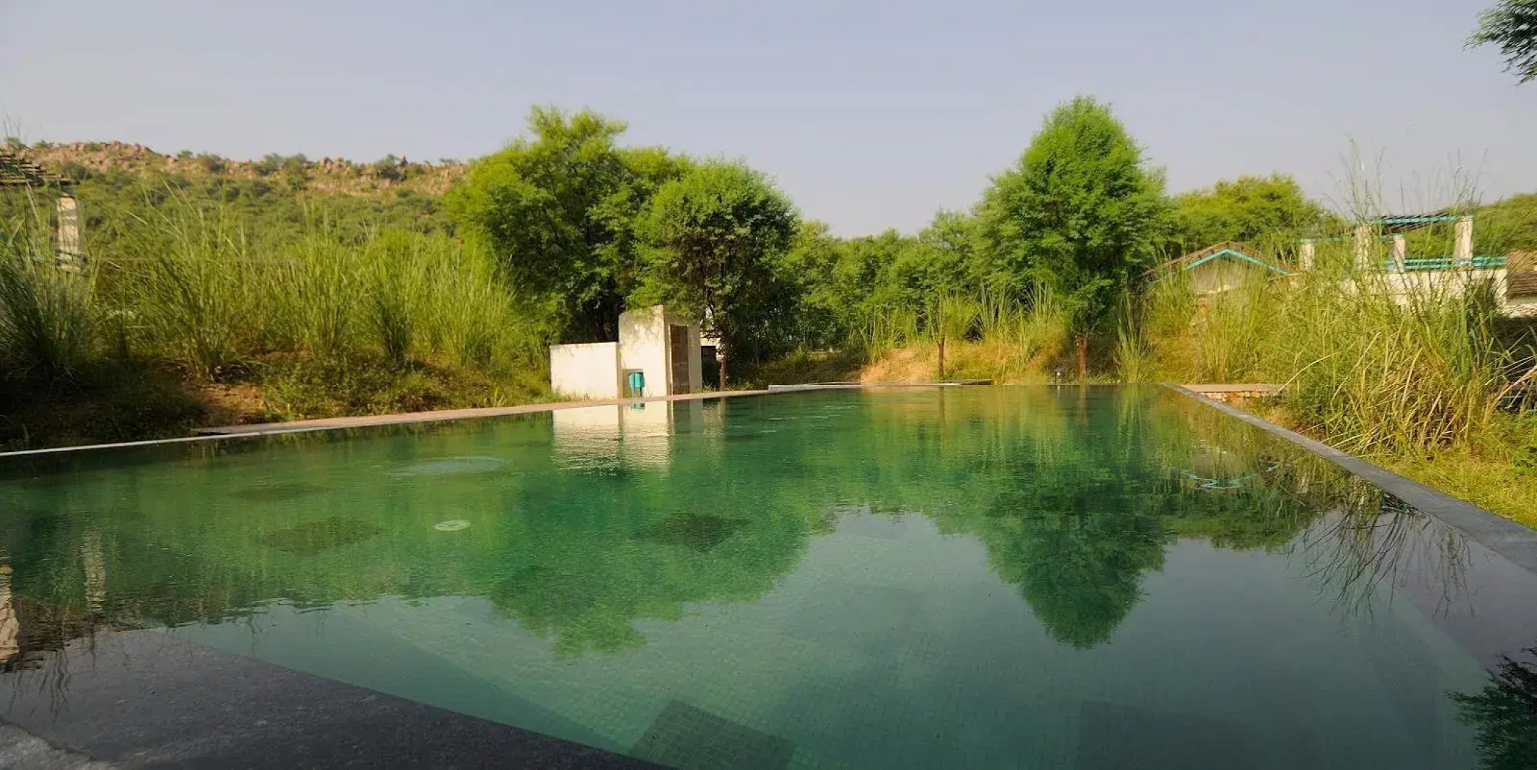 Trees N Tiger Sariska