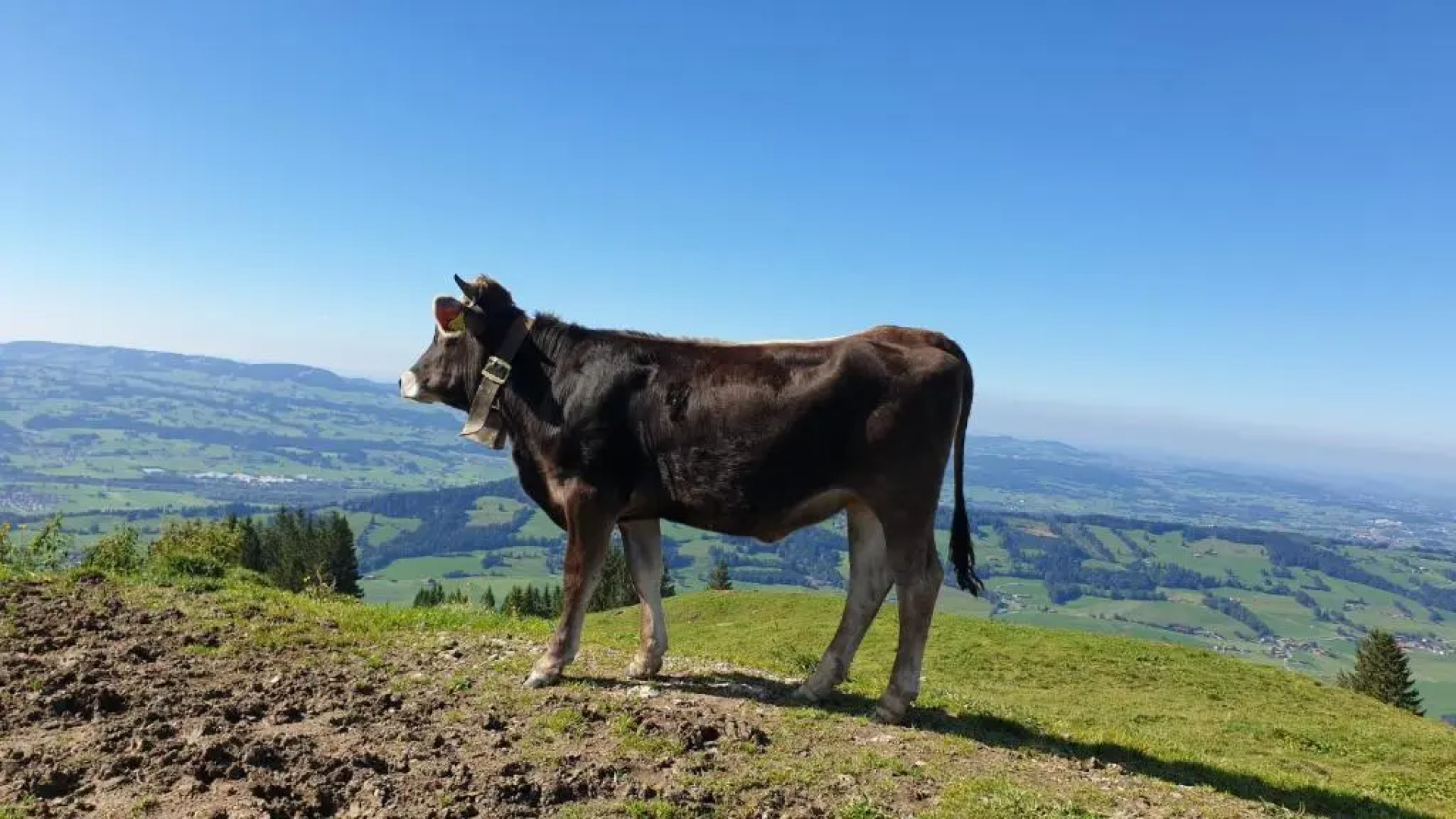 Moderne FeWo im Allgäu mit Spülmaschine