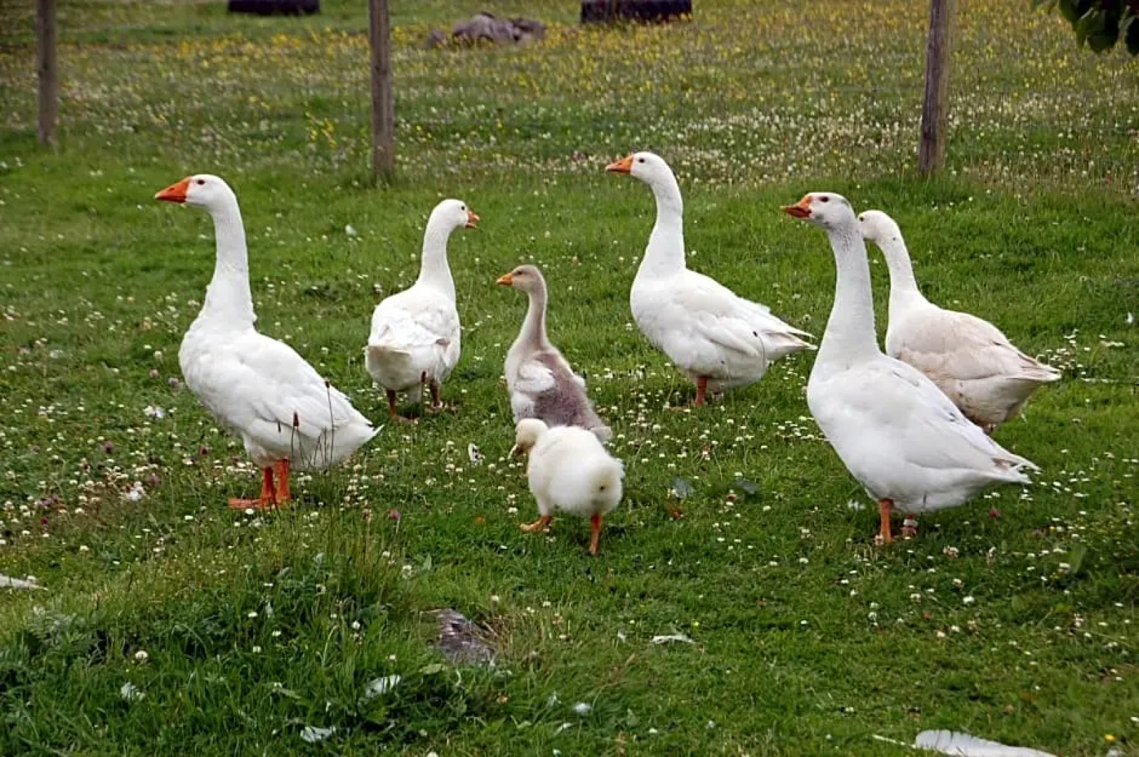 The Little Flock Farm