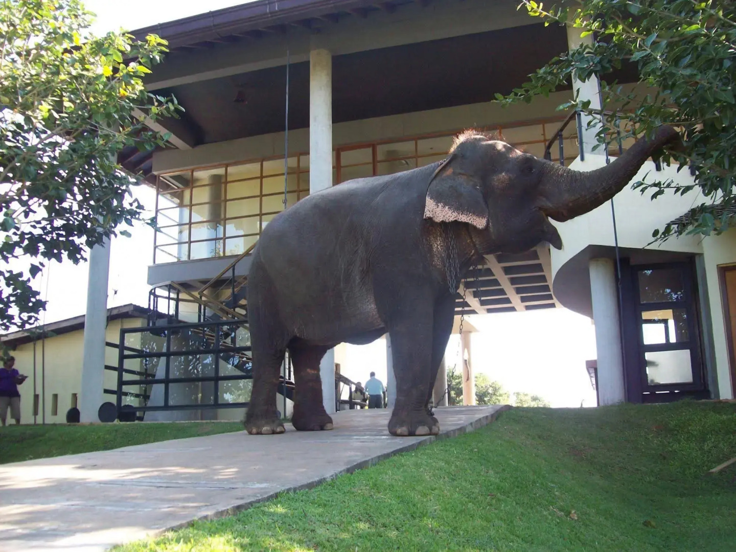 The Elephant Corridor Hotel