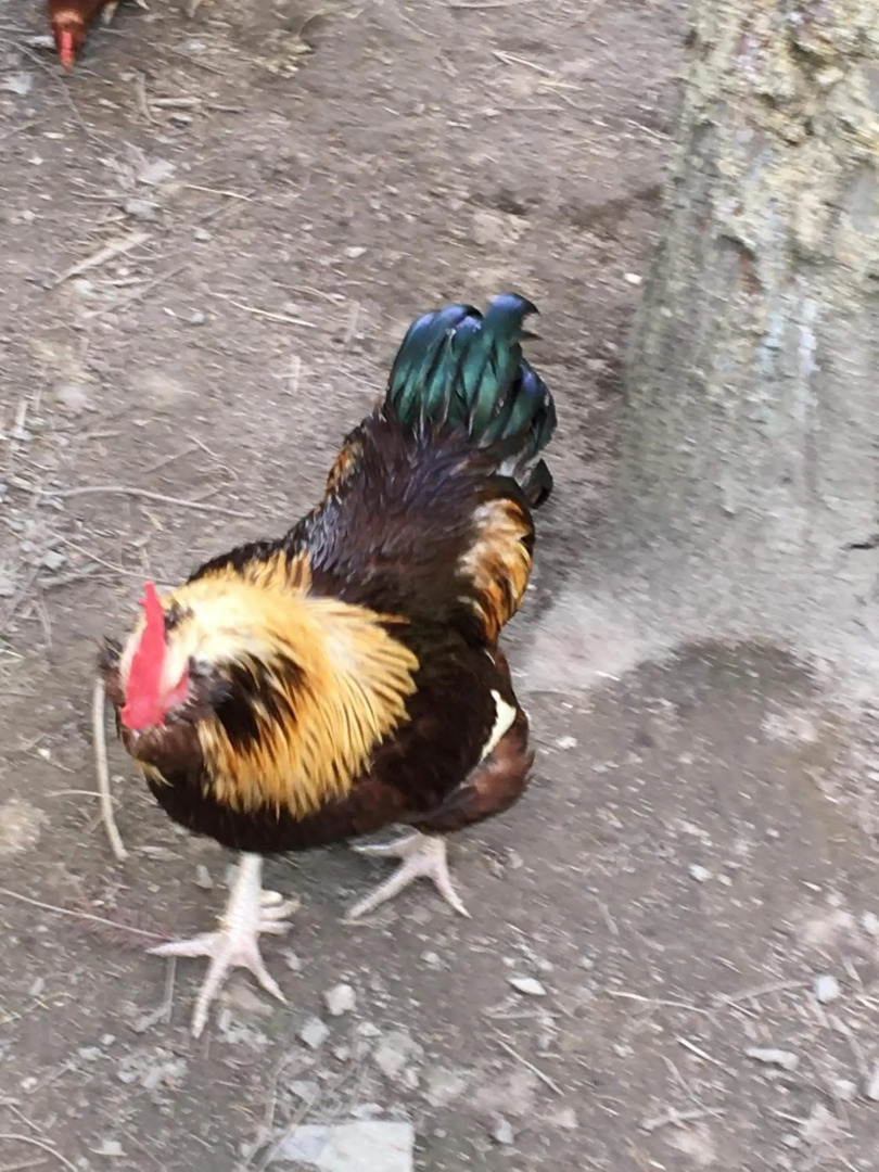 Skjeggestad Gjestehus