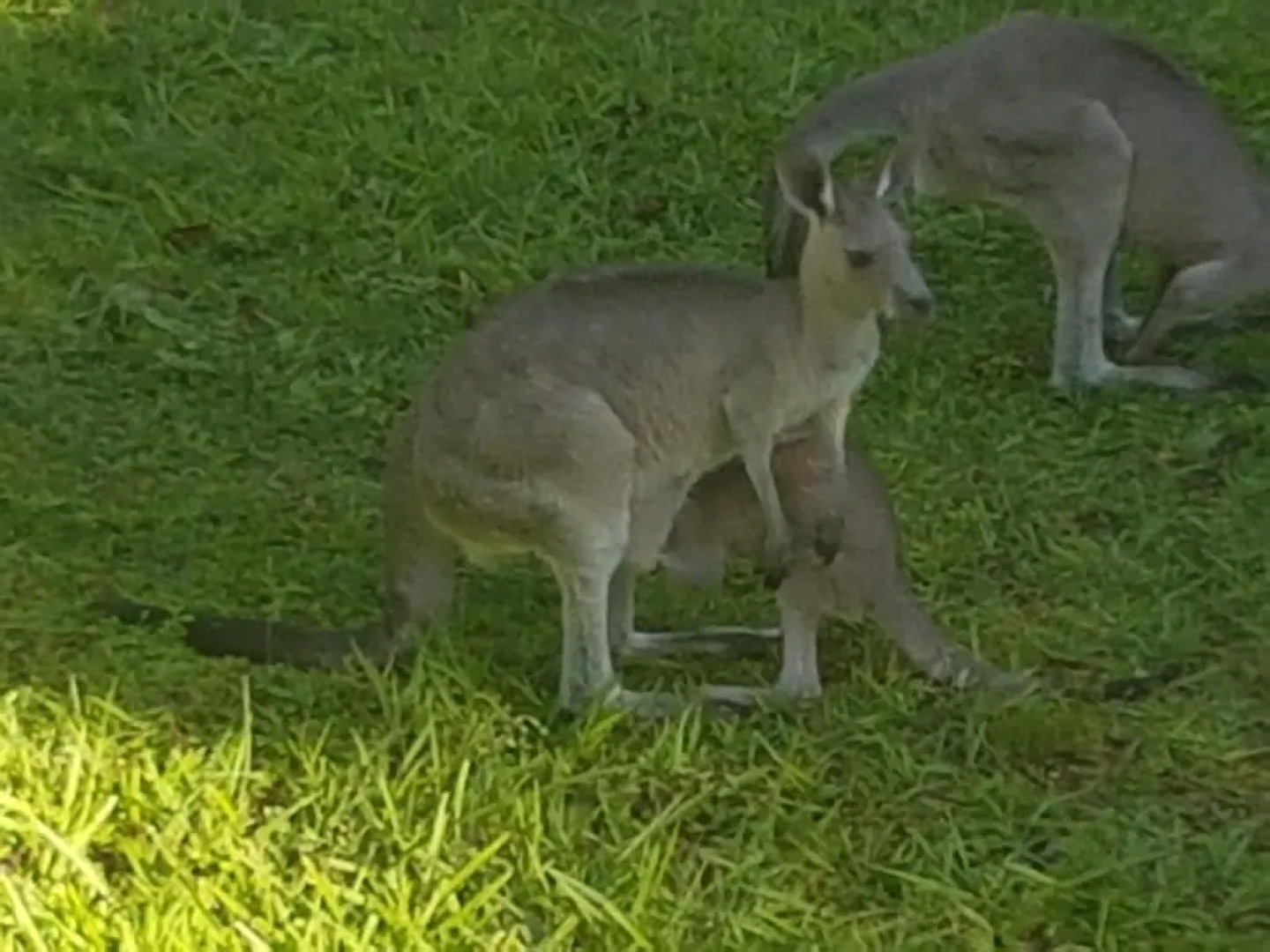 Forest view bungalow