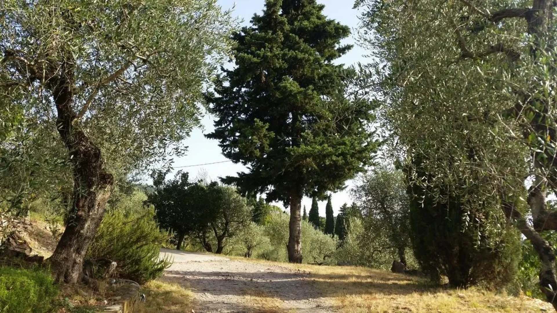 Poggio Oliva